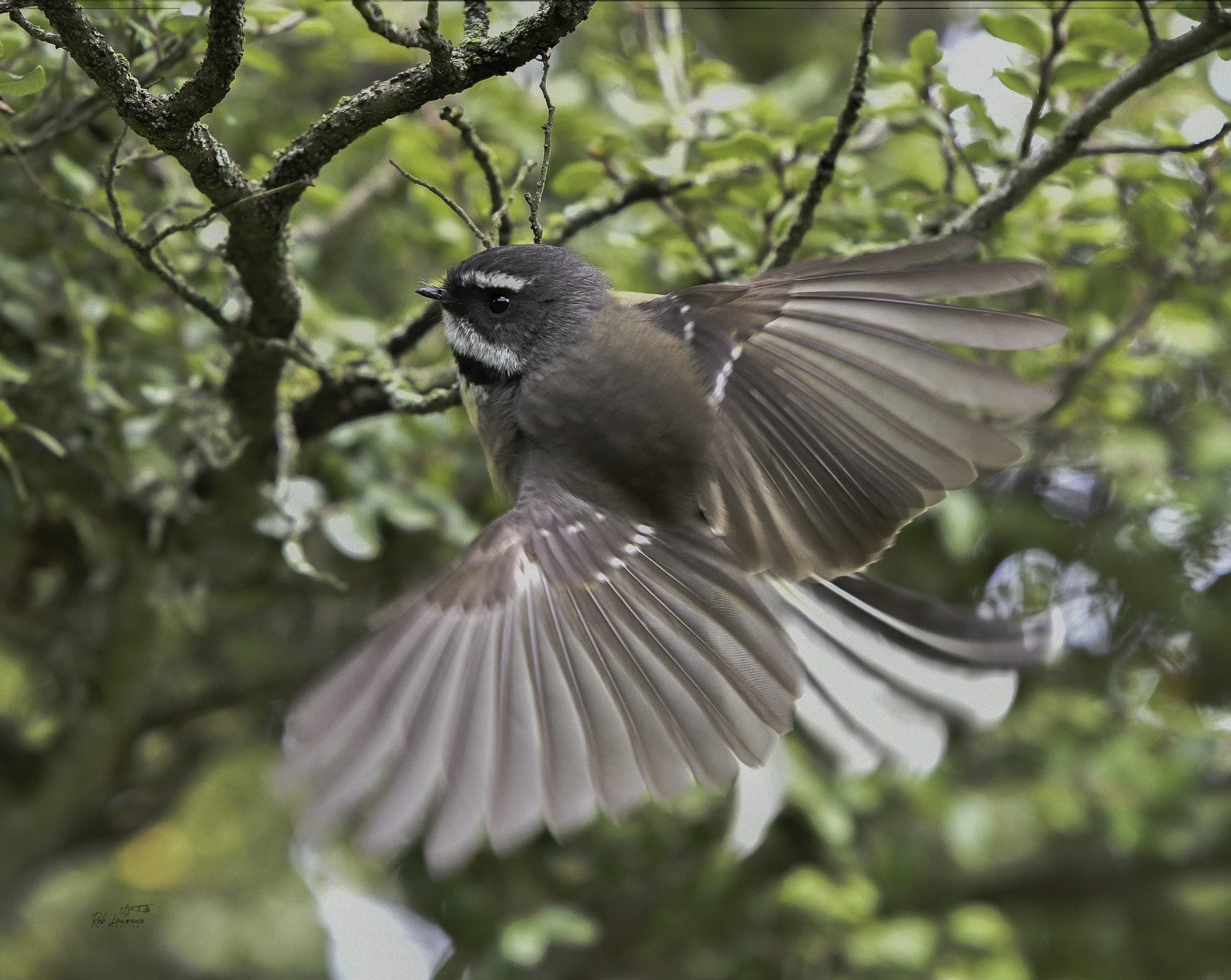 Fan Tail Fly.jpg