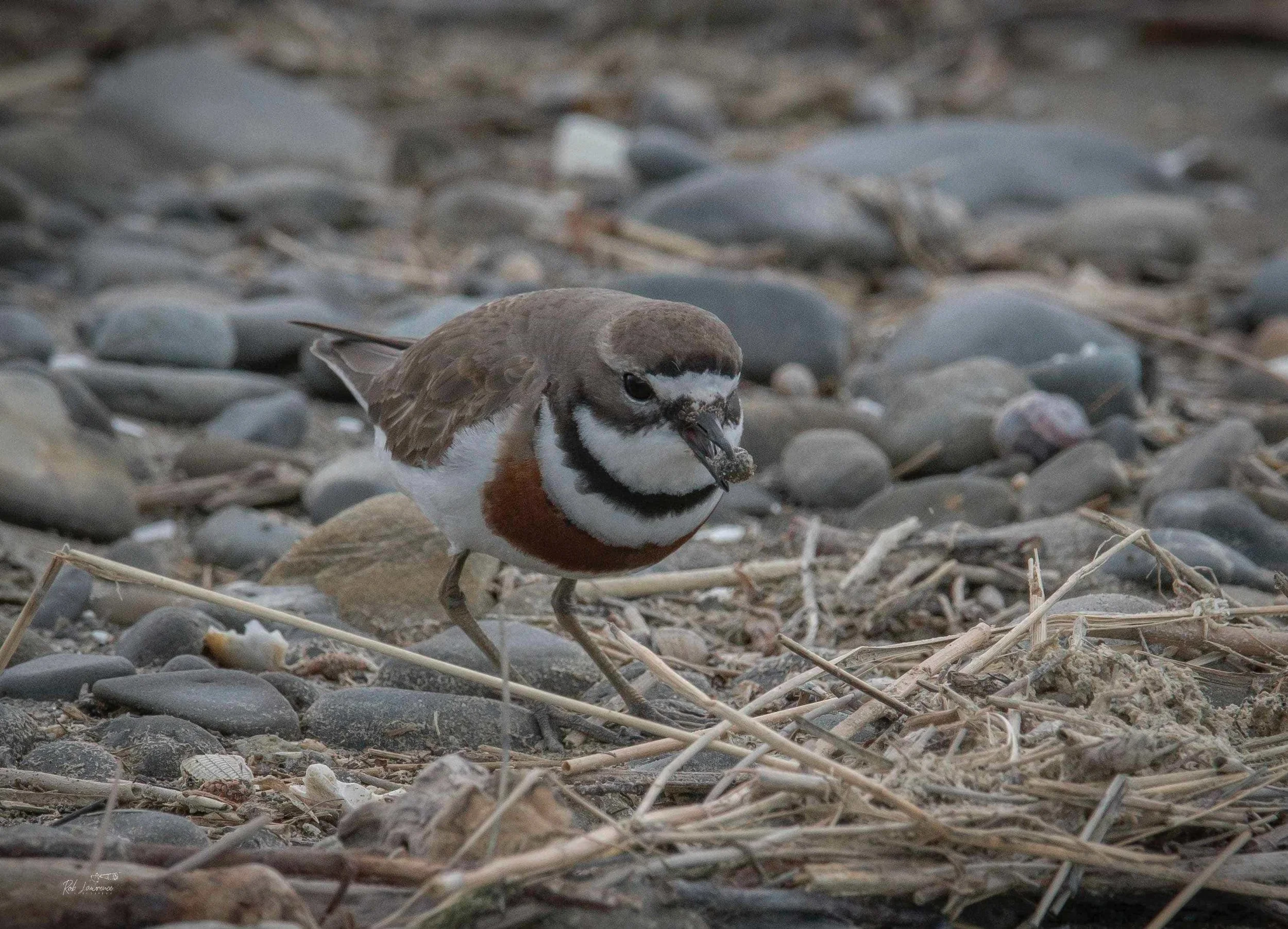 Banded Dotterel .jpg