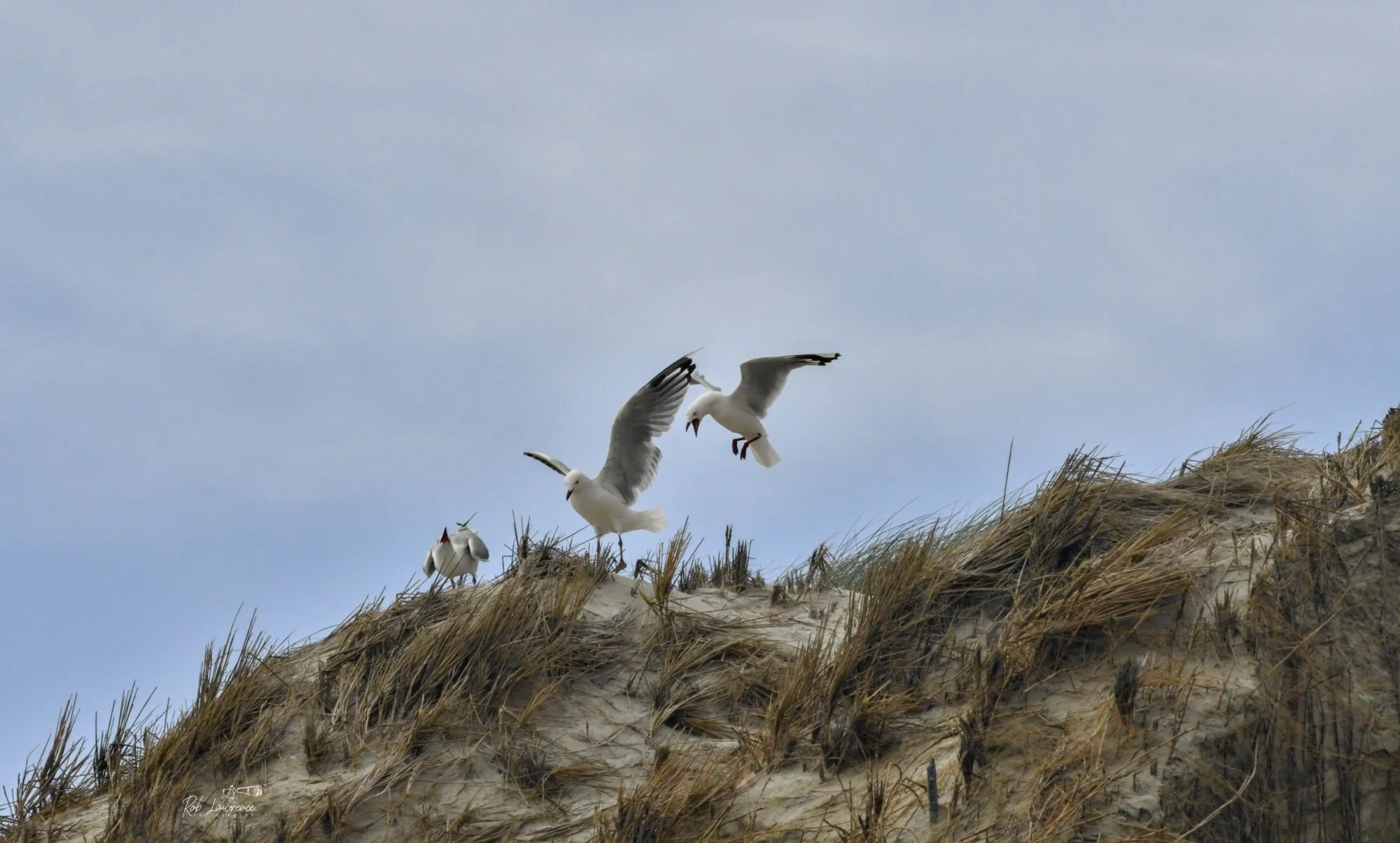 Stewart Island Red-billed gulls cavort above the windswept dune.