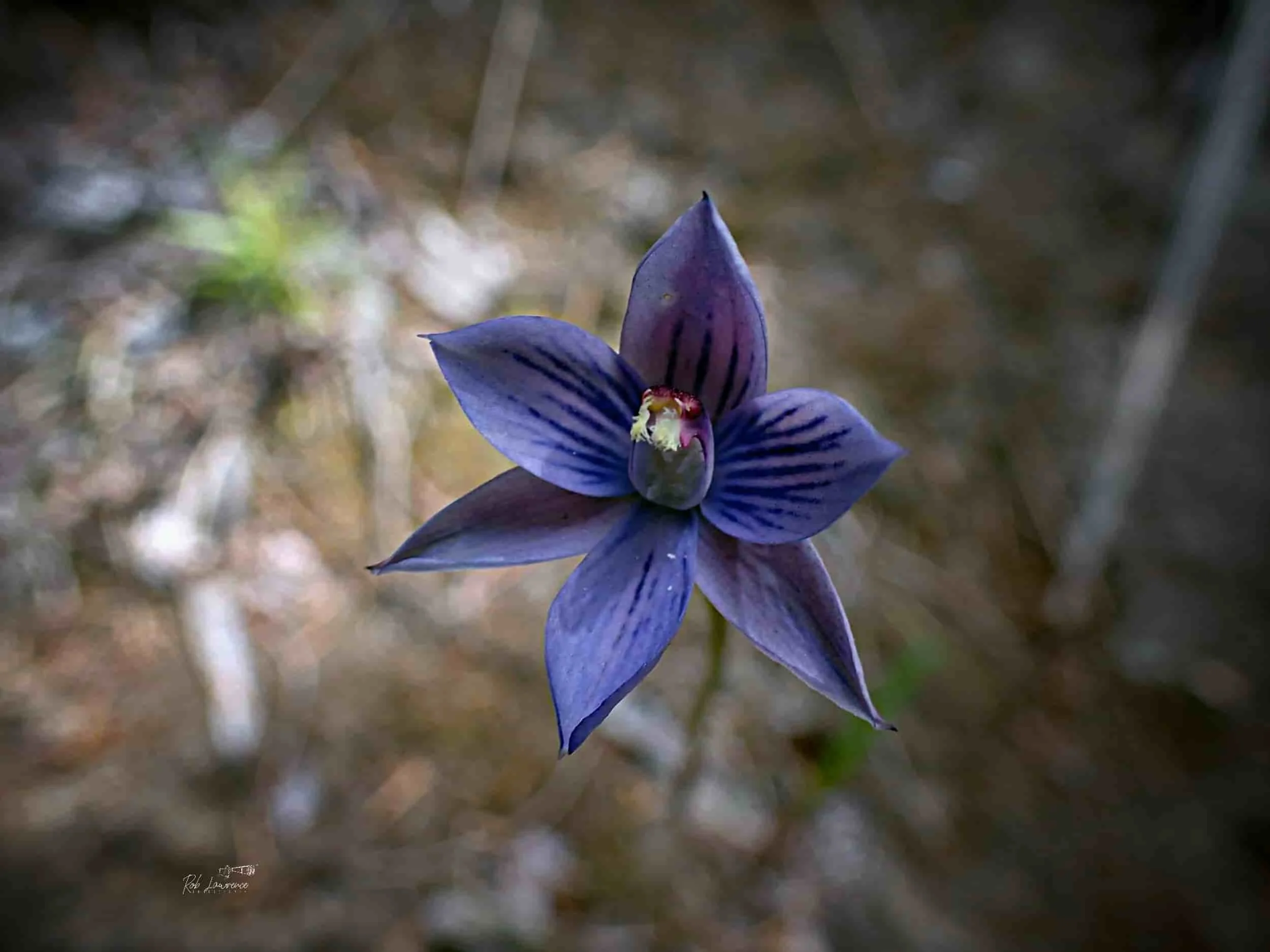 Striped Sun Orchid (Thelymitra cyanea).jpg