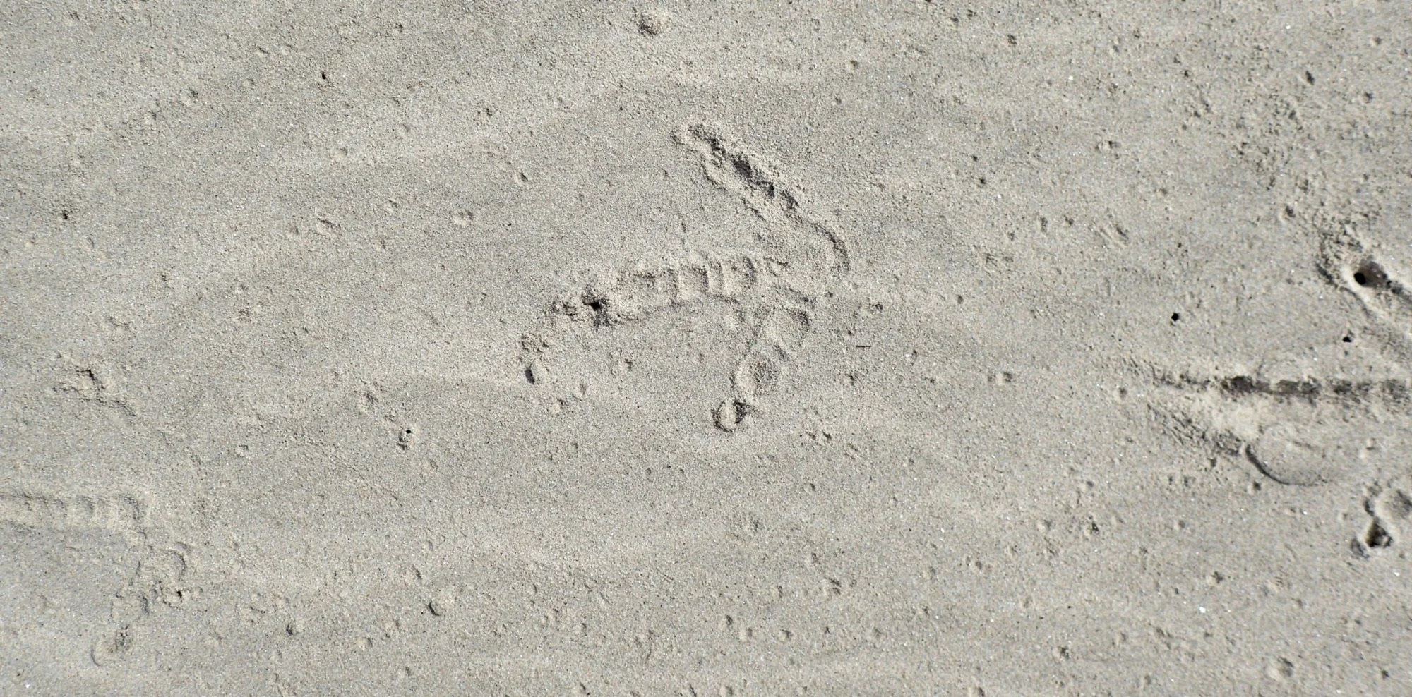 Kiwi tracks on  the Beach. Stewart Island 