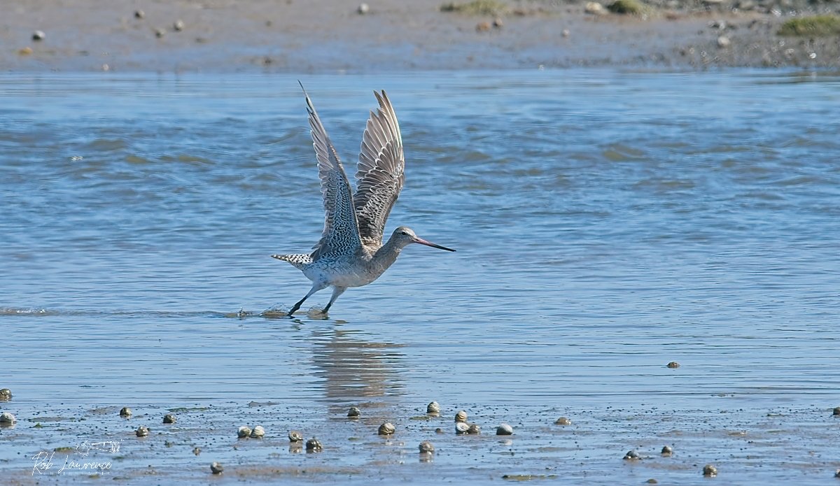 BAr Tail Takeoff.jpg