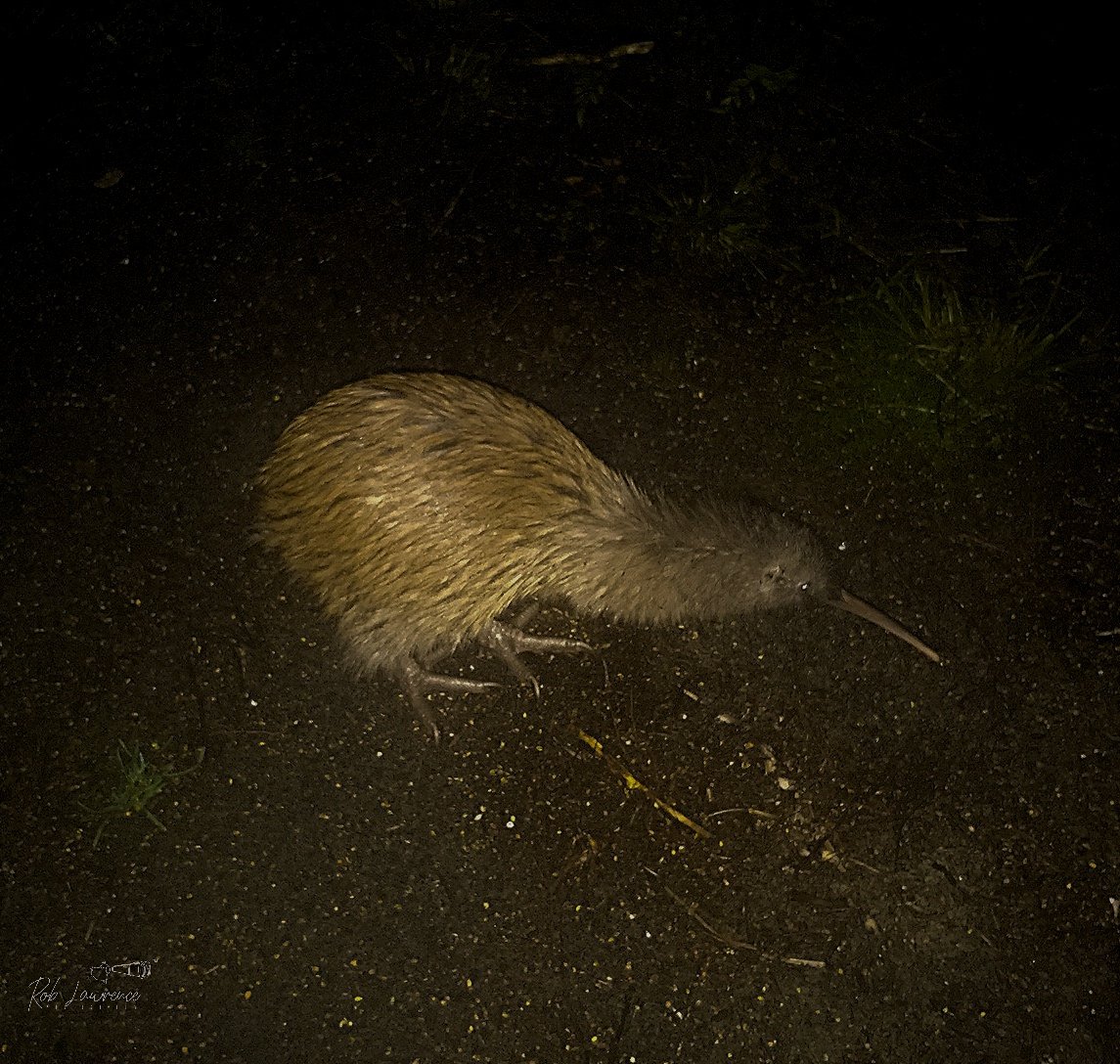 Stewart Island Brown Kiwi (tokoeka)
Apteryz australis