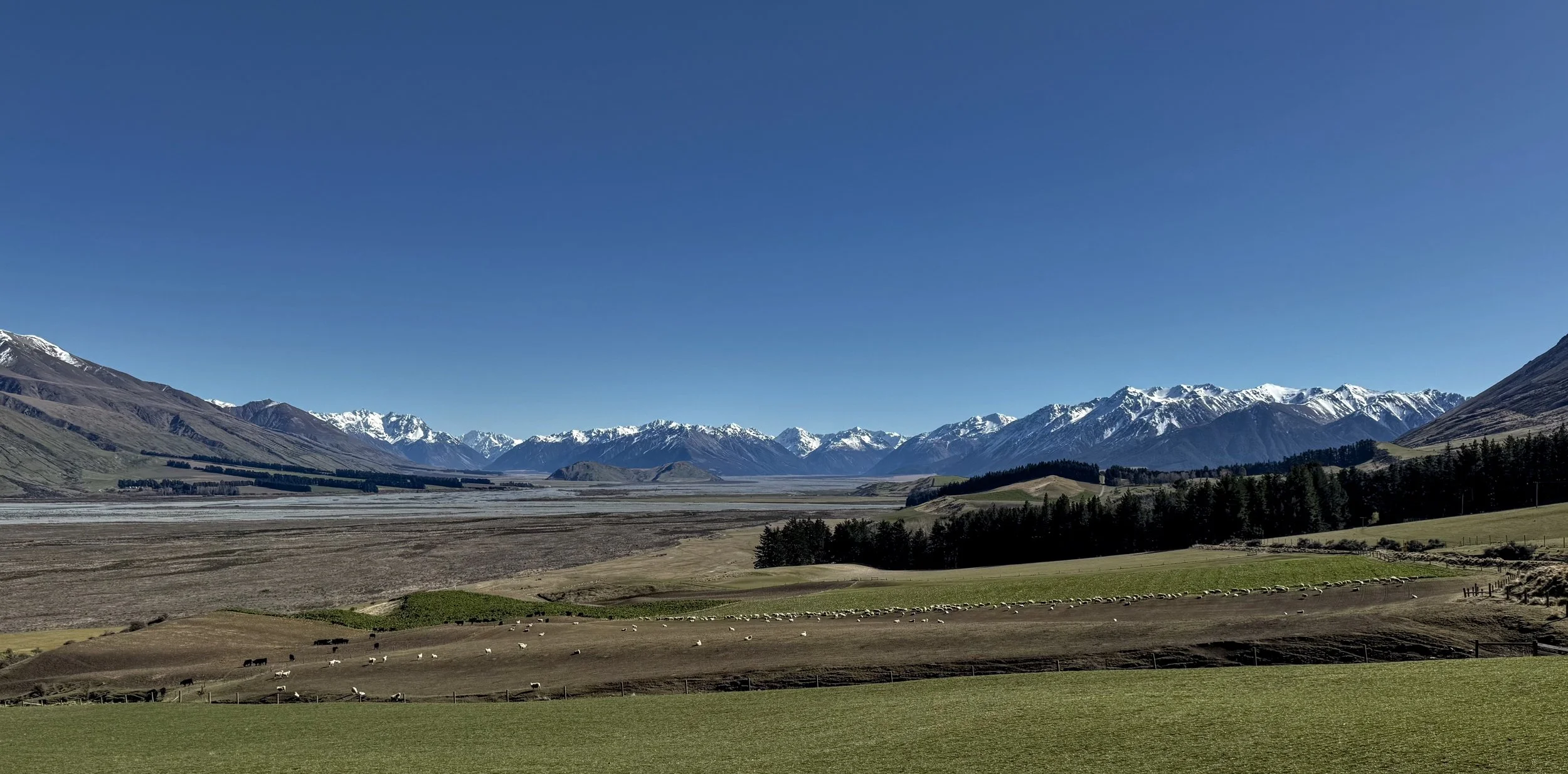 winter grazing  high country .jpg