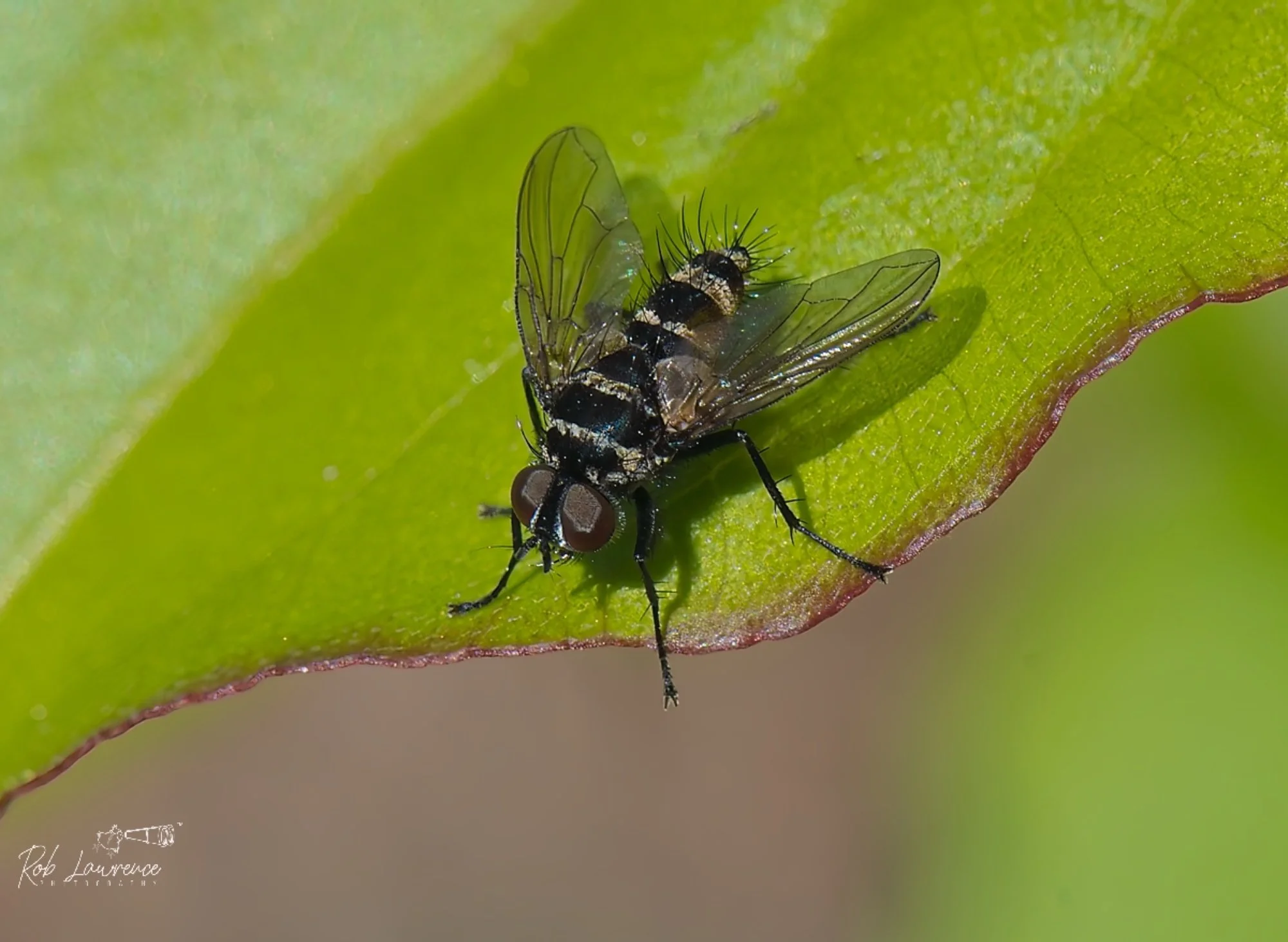 Bush Gad Fly
Sceptic adel 

Oversea relations are major biters of animals fortunately the NZ species doe not bite