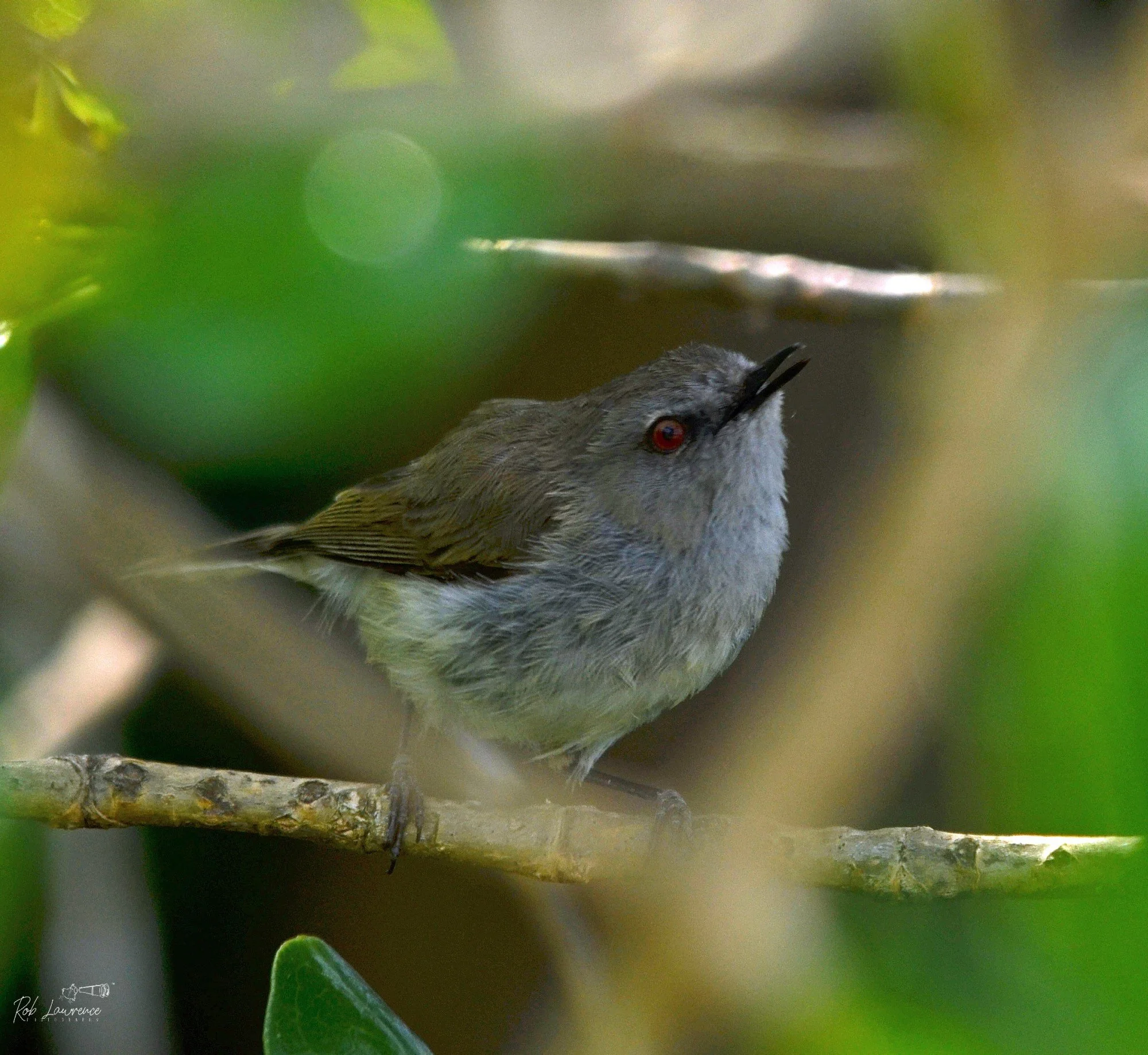 Grey Warbler 