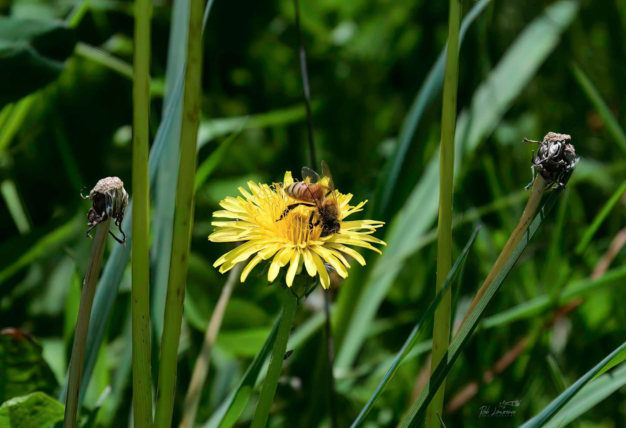 Honey Bee Heads first in Dandelion 