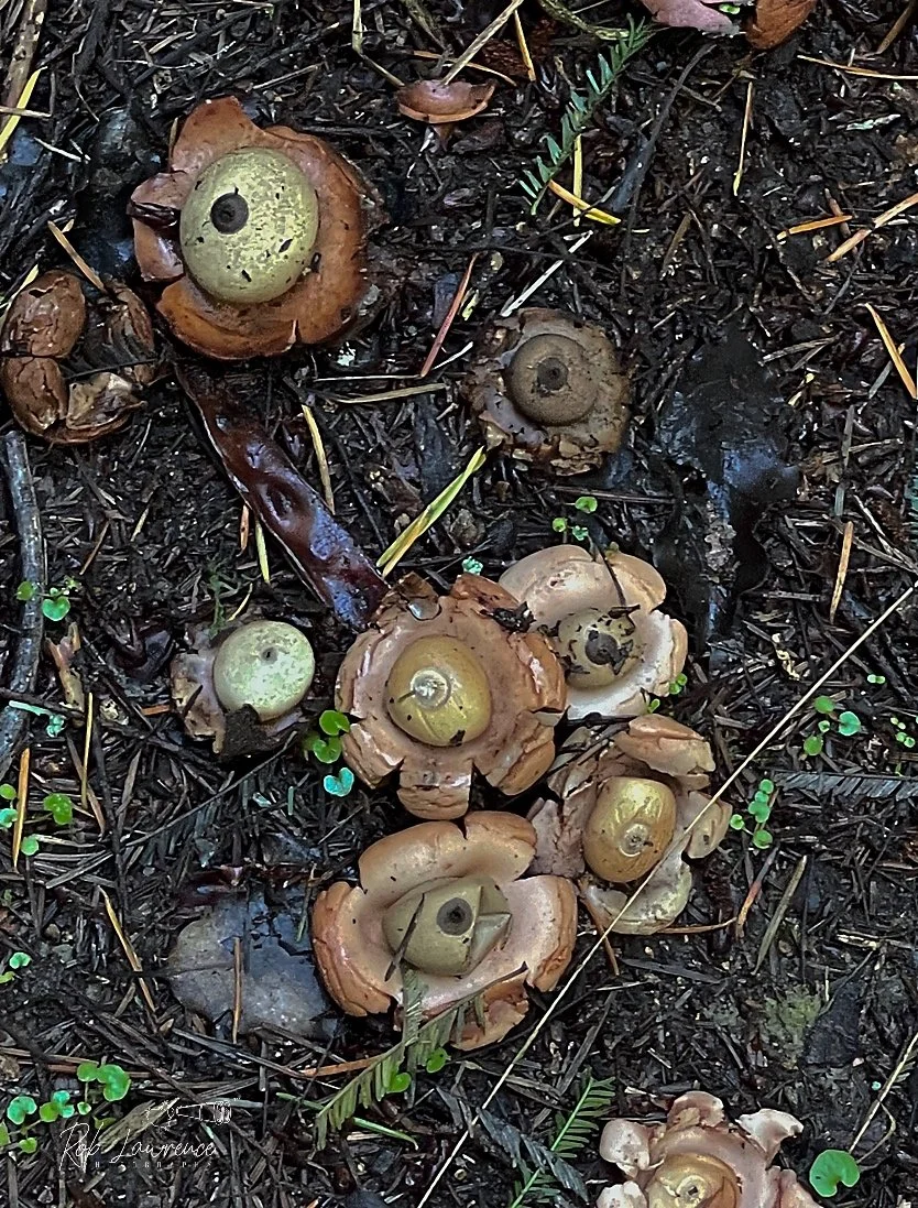 Earth Star 
Geastrum   a type of puffball fungi 
McHugh's forest park 