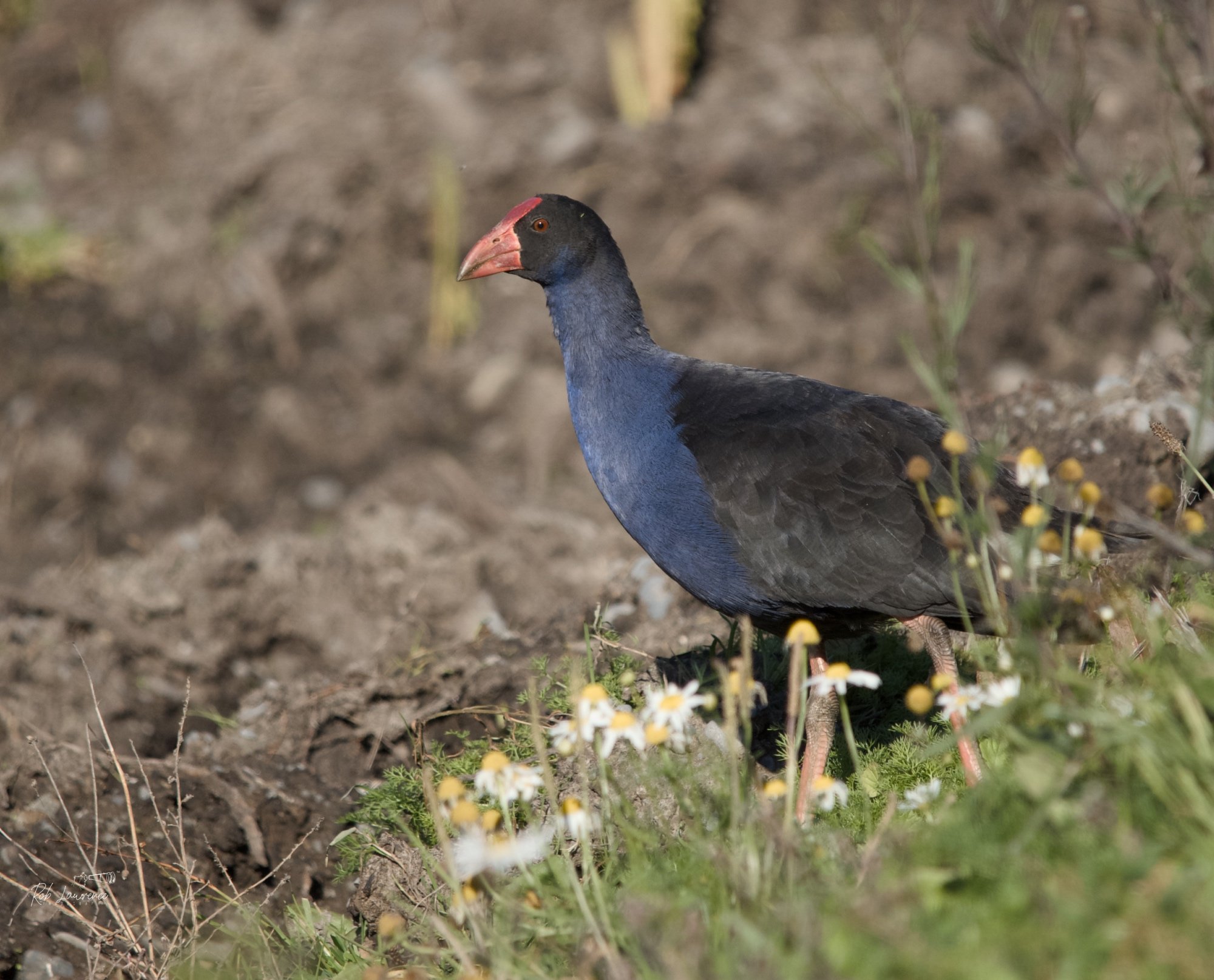 Pukeko 