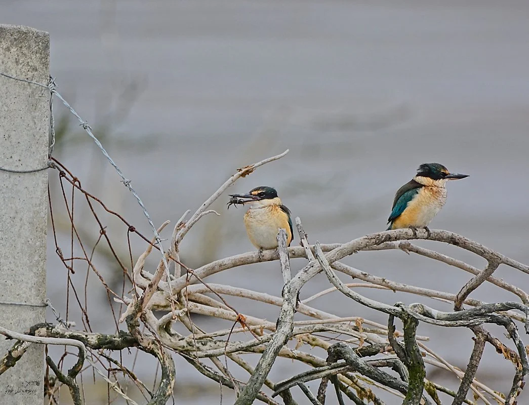 Kingfisher .jpg