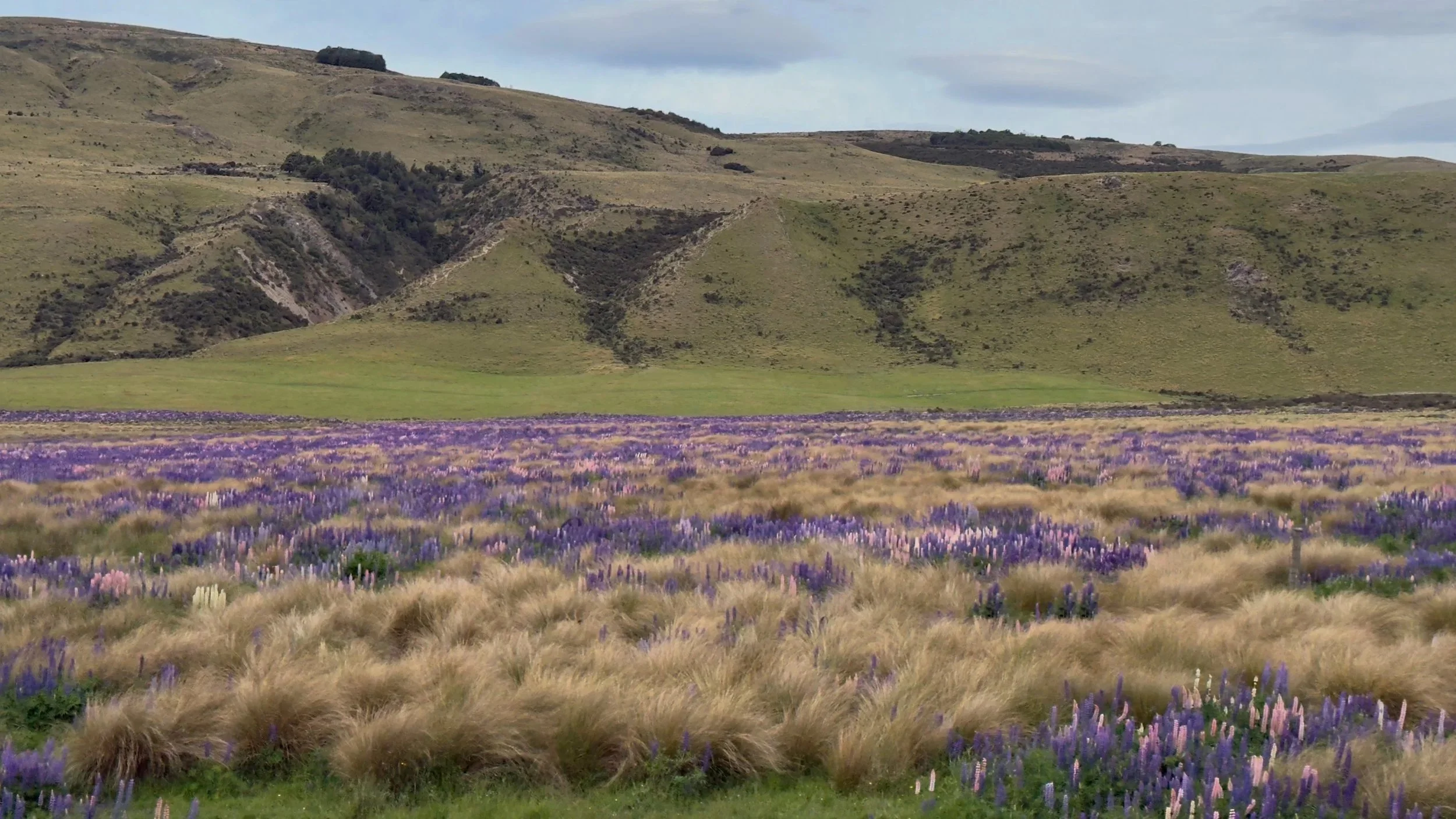 Craigeburn Station Lupines from the TranzAlpine 