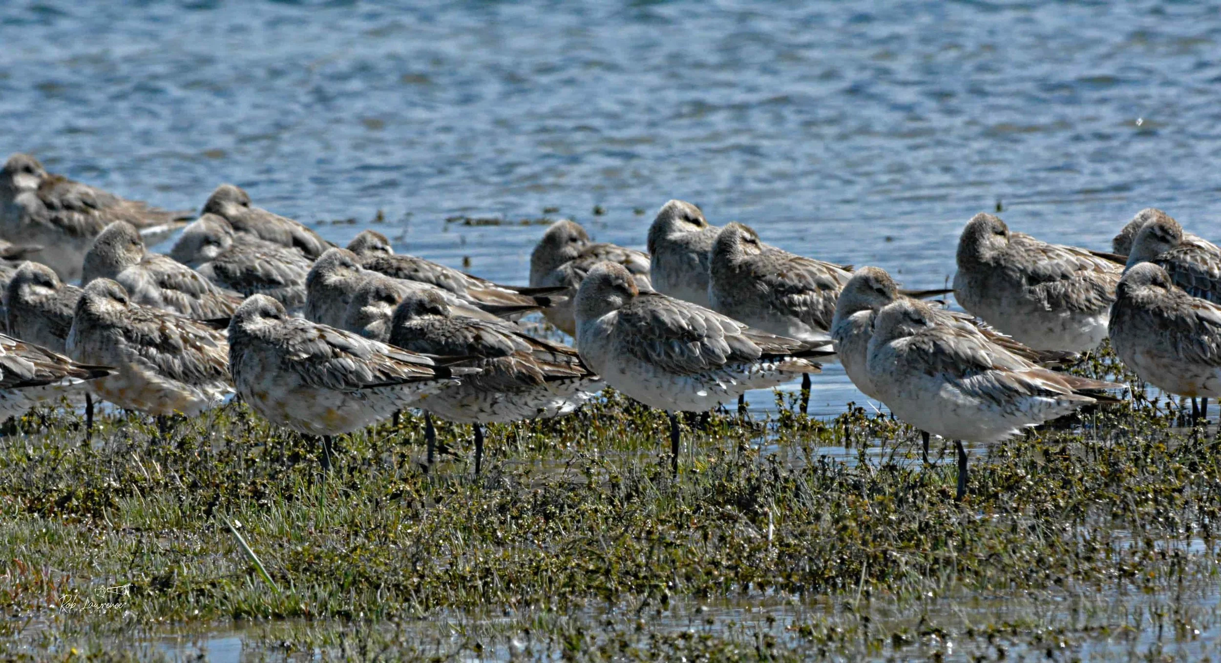 Godwits at rest .jpg