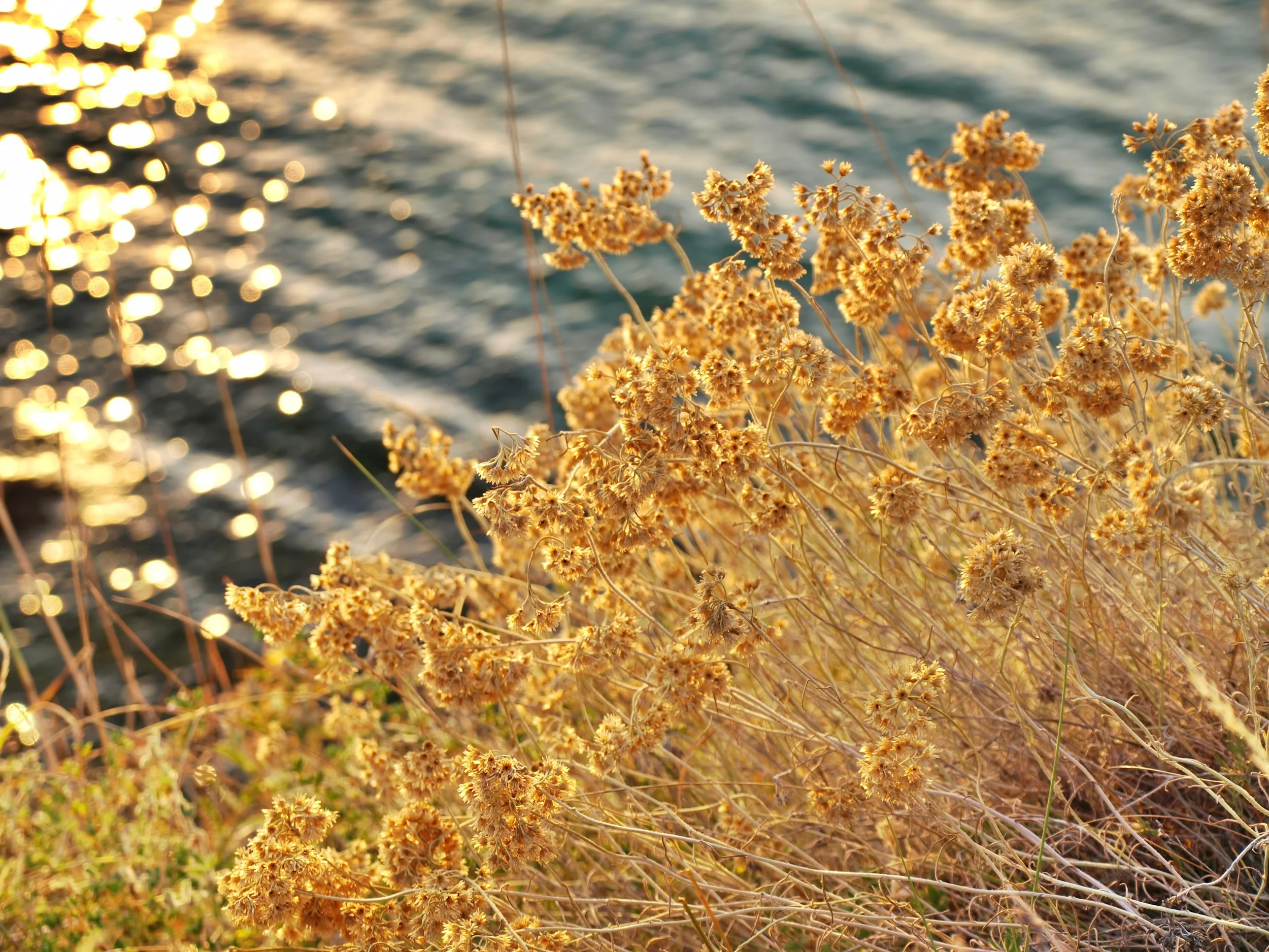 Internal Family Systems therapy in CA, TX, & VA