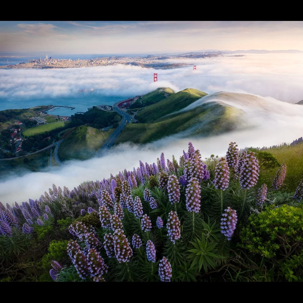 Jeff Lewis