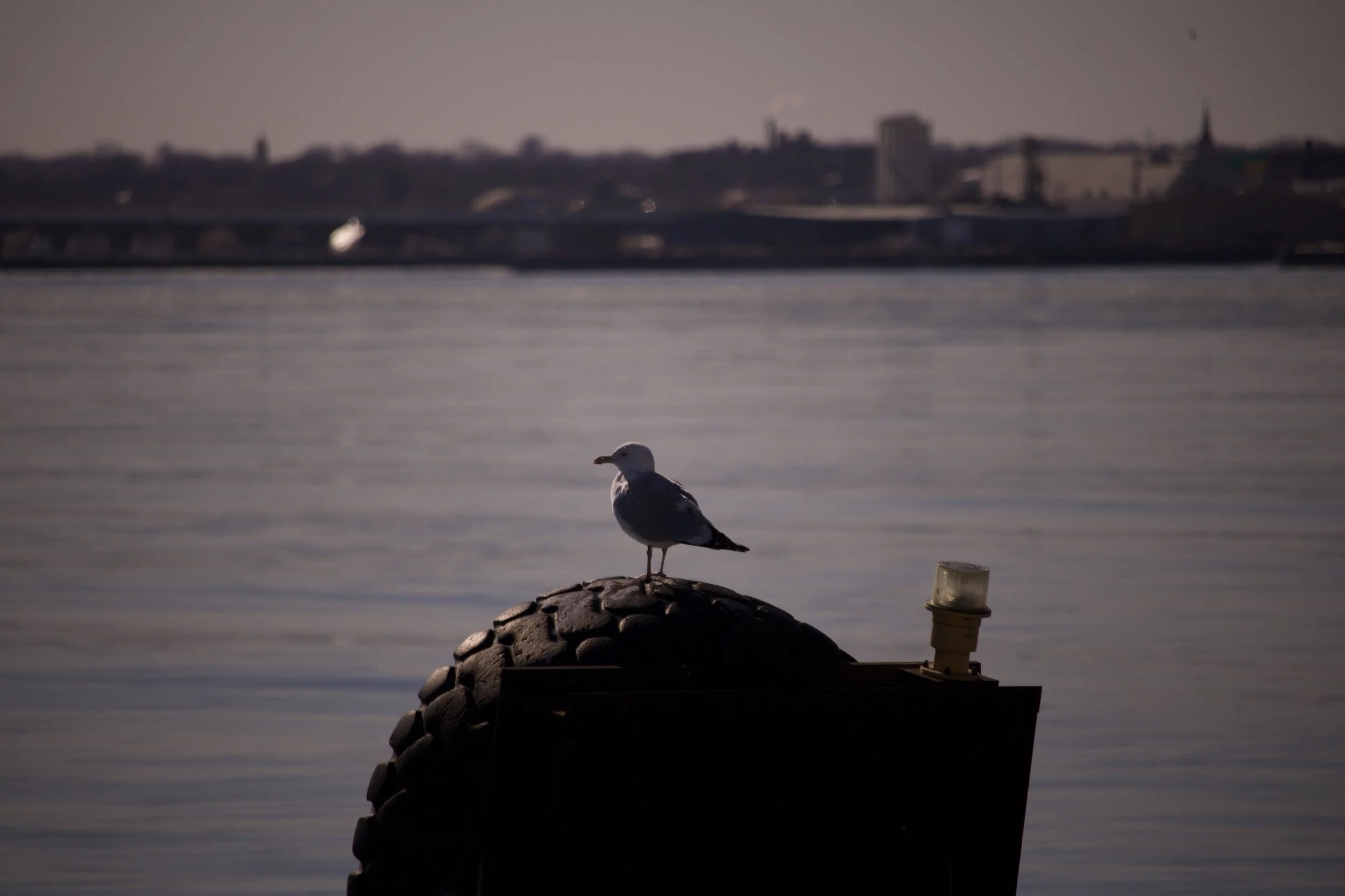 IMG_8002.jpeg