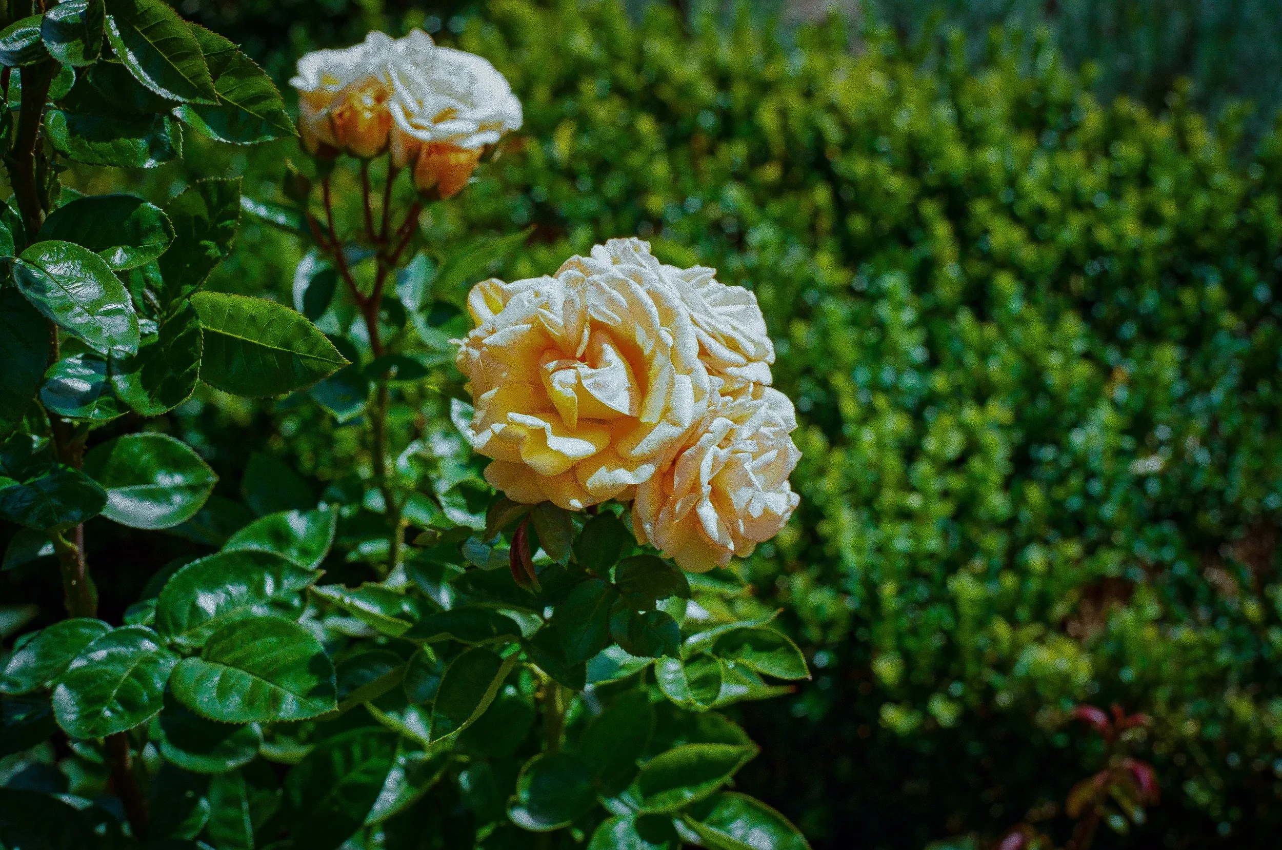 000140910014_5A.jpg
