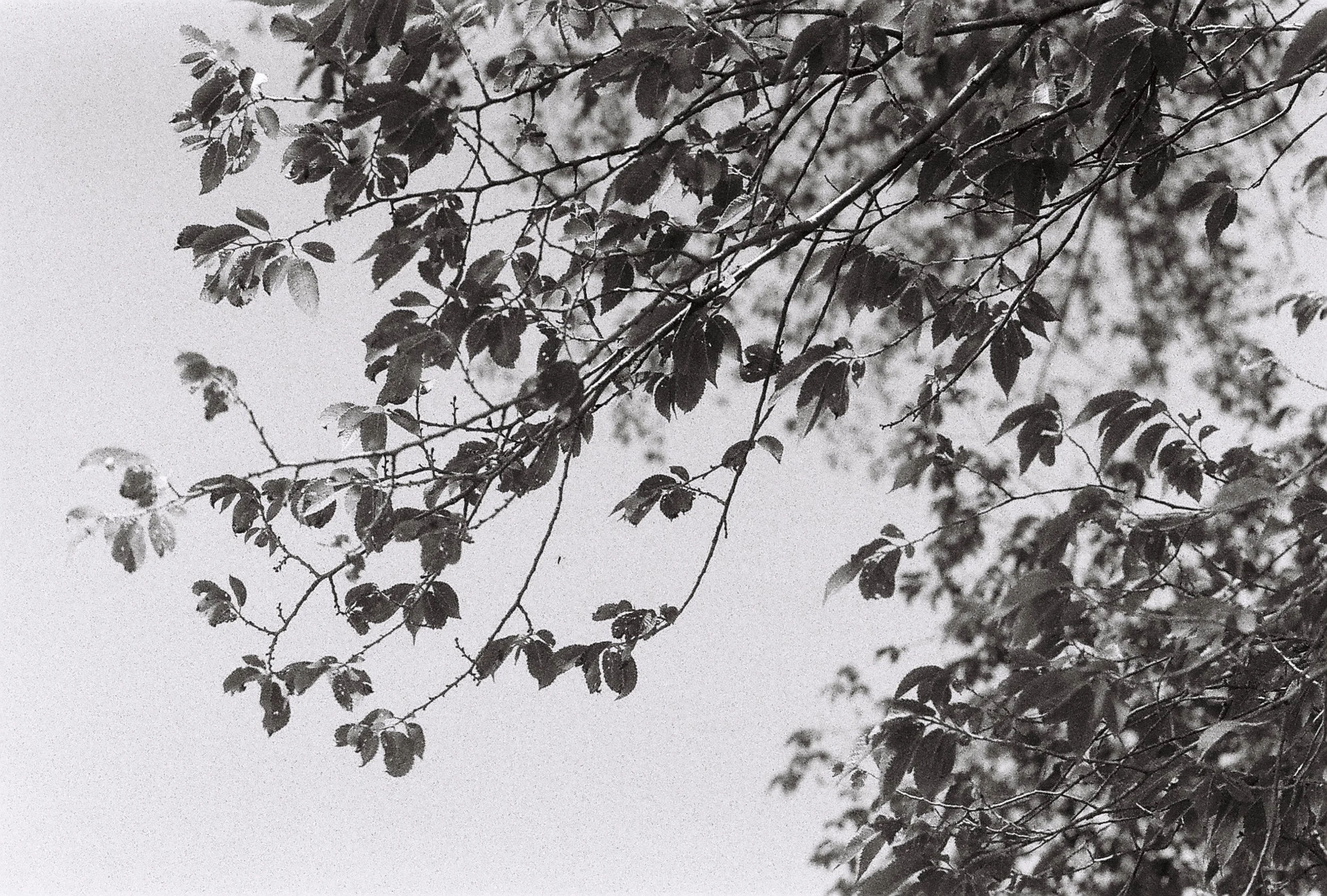R1-08259-0015.JPG