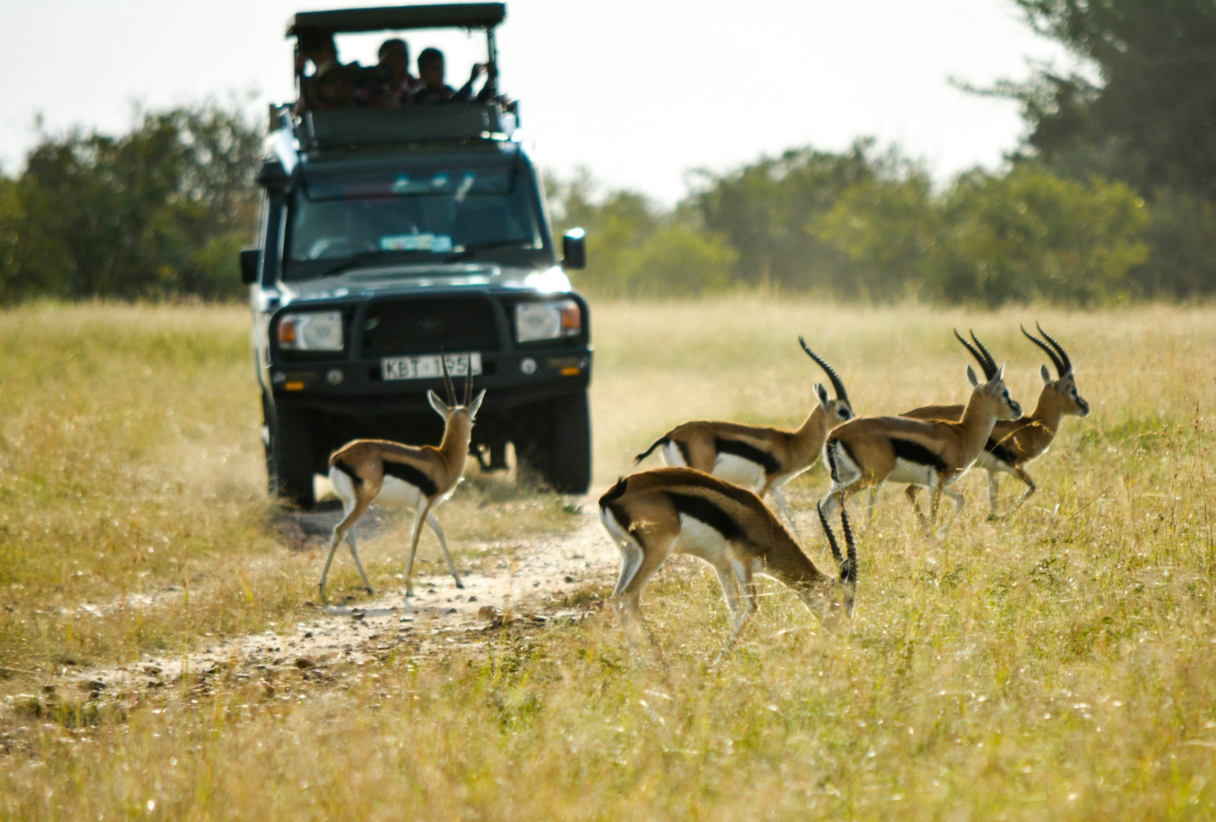 A herd of rhinos and zebras walking across a dirt road in a savannah landscape with trees and mountains in the background.