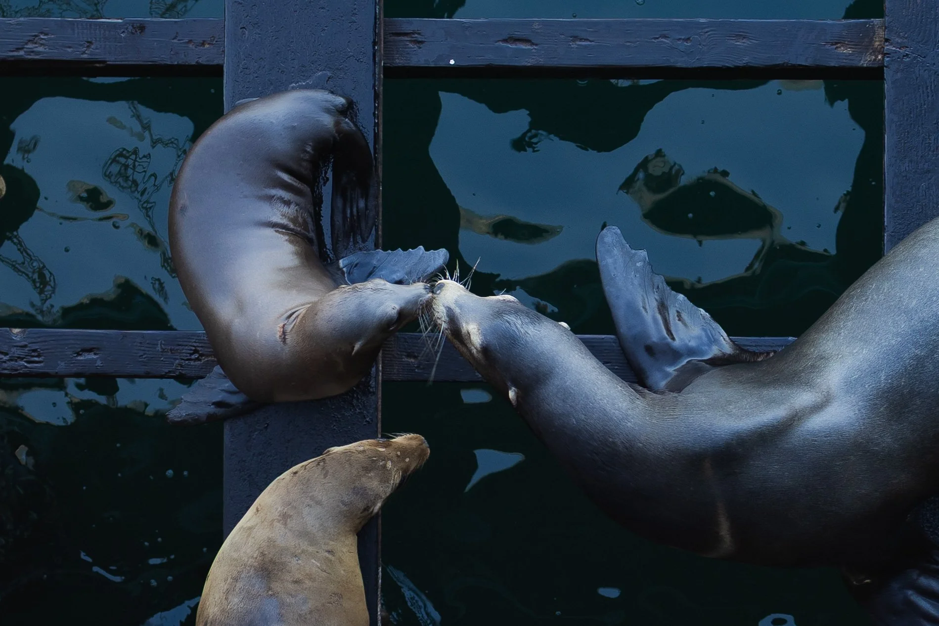 Santa_Cruz_Seals.jpg