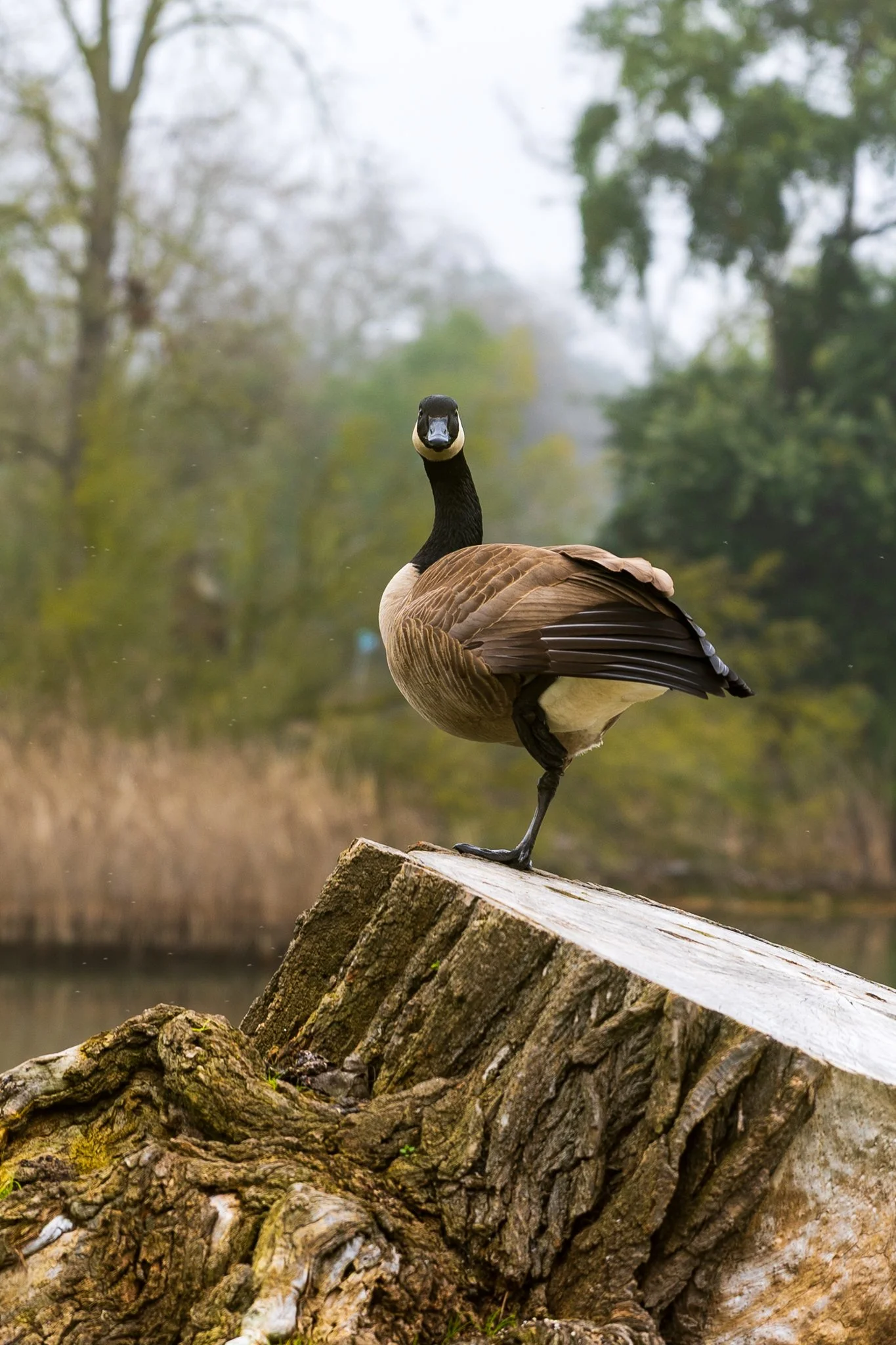 Lodi_Duck.jpg