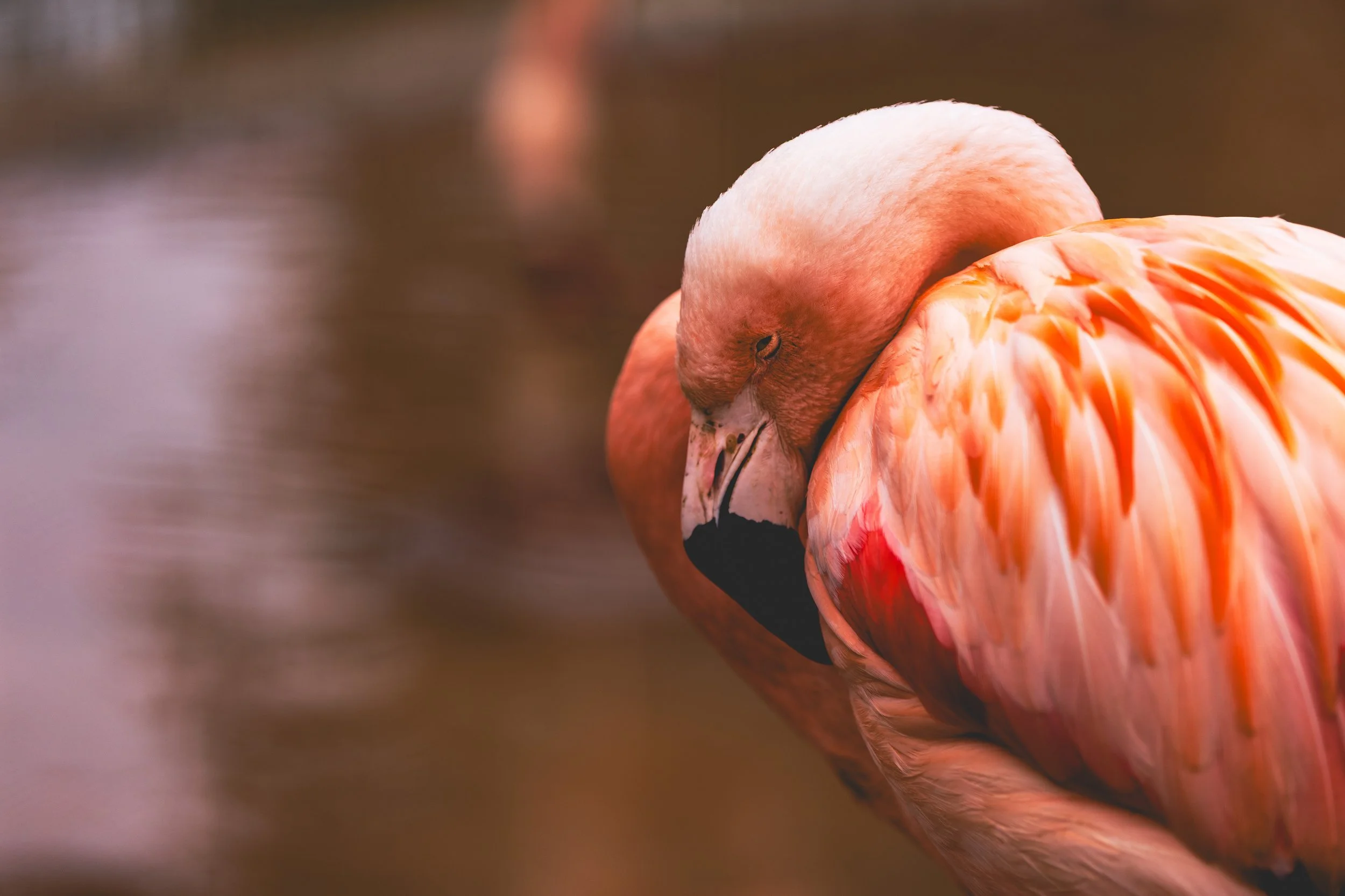 Sf_Zoo_Flamingo.jpg