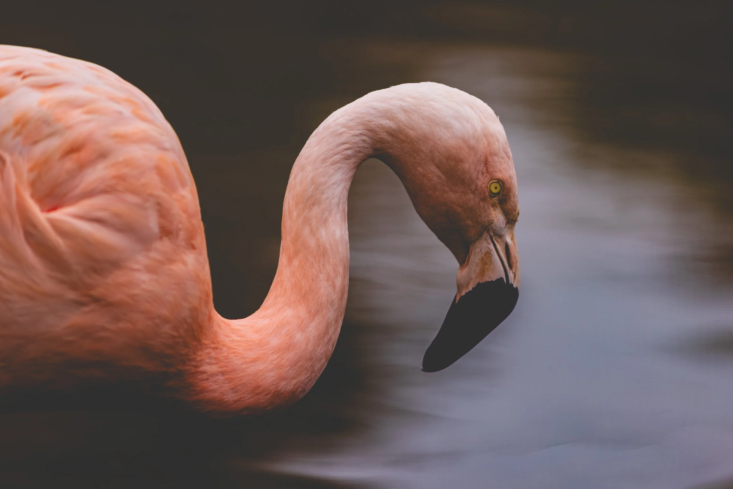 Flamingo-1.jpg