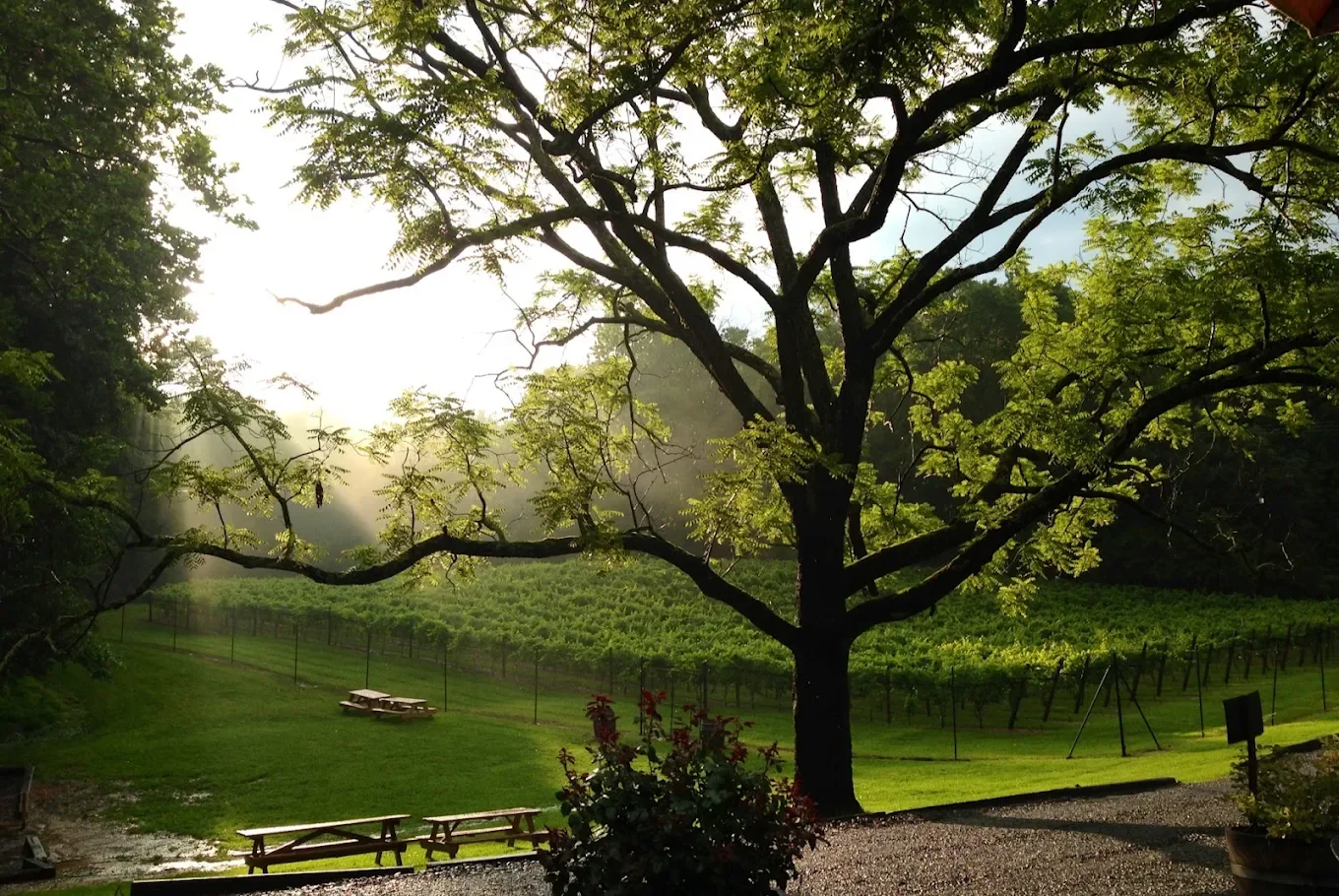 paradise springs.webp