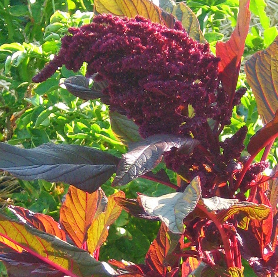 Close-up of a flowering amaranth plant with deep red, purple, and green leaves and clusters.