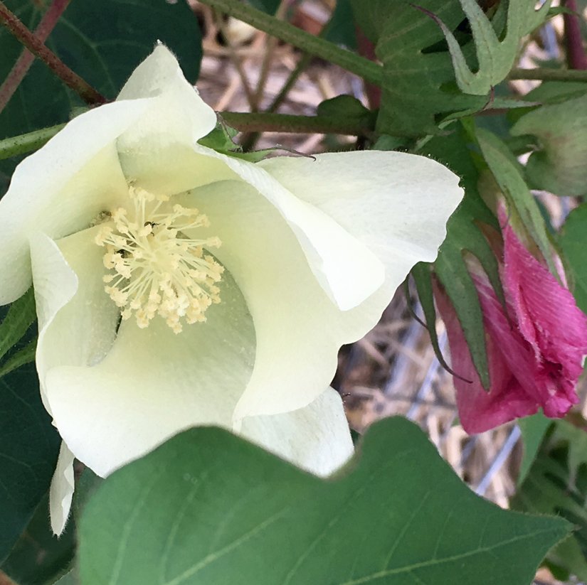 Close-up of a white cotton flower with its delicate petals and central stamen, surrounded by leaves and a partially closed pink flower bud.