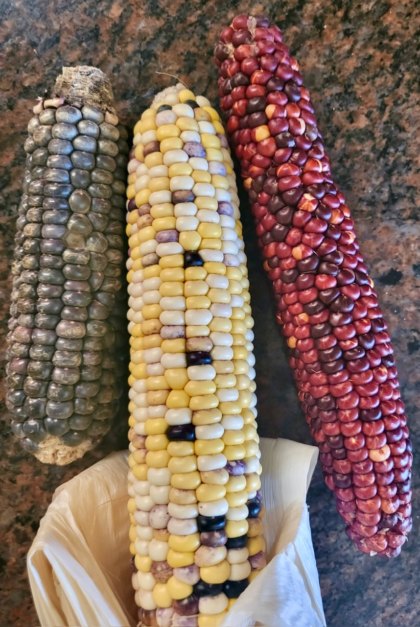 Harvest Corn Study