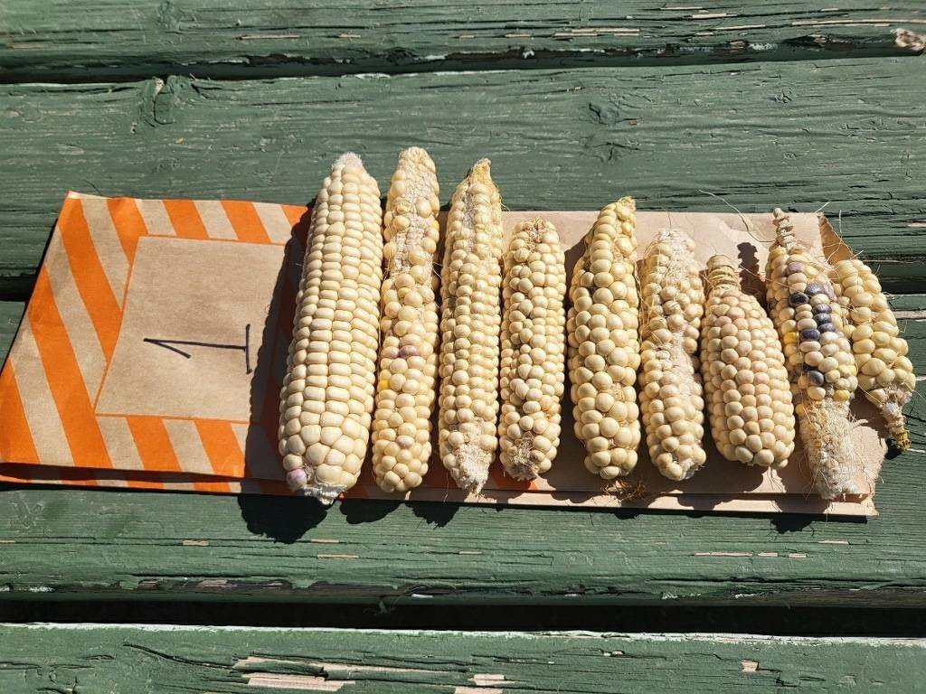 Small ears of corn placed on a paper with orange stripes and the number one, on a green wooden surface.