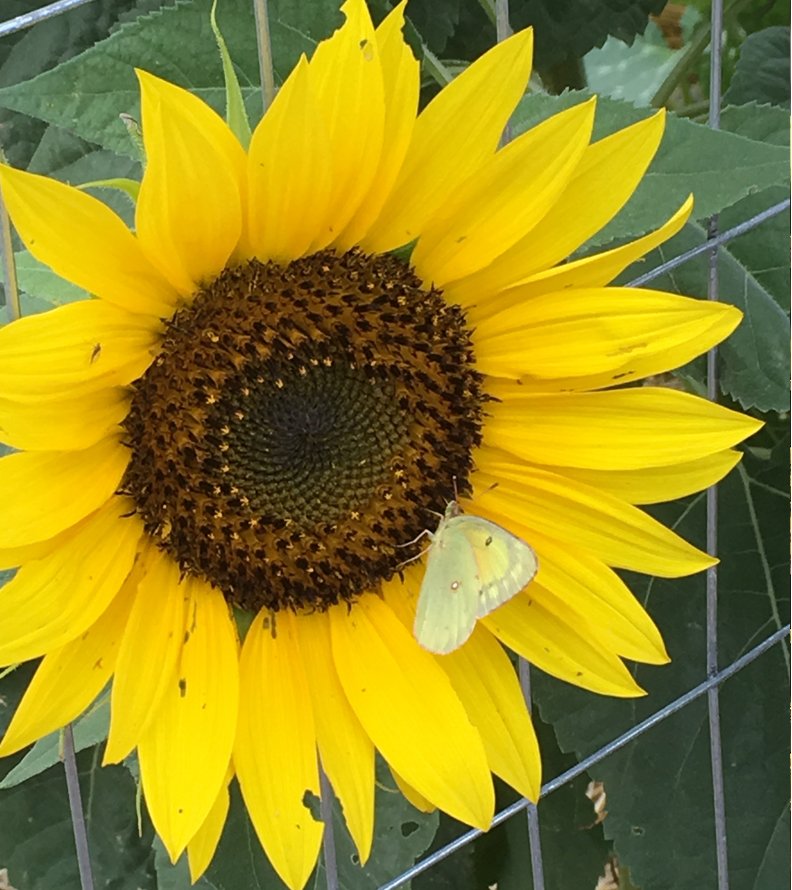 Close-up of a sunflower with a yellow butterfly perched on one of its petals. The sunflower has vibrant yellow petals and a dark brown center. Green leaves and metal fencing are visible in the background.