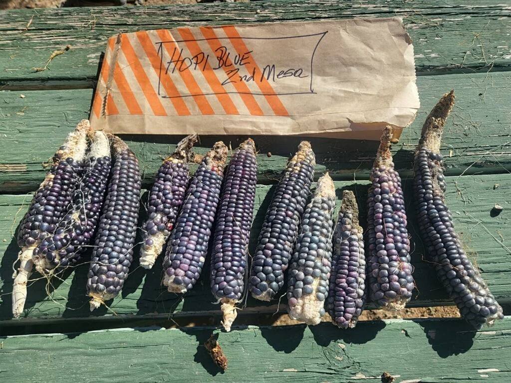 Nine ears of blue corn labeled 'Hopi Blue 2nd Mesa' on a green wooden surface.
