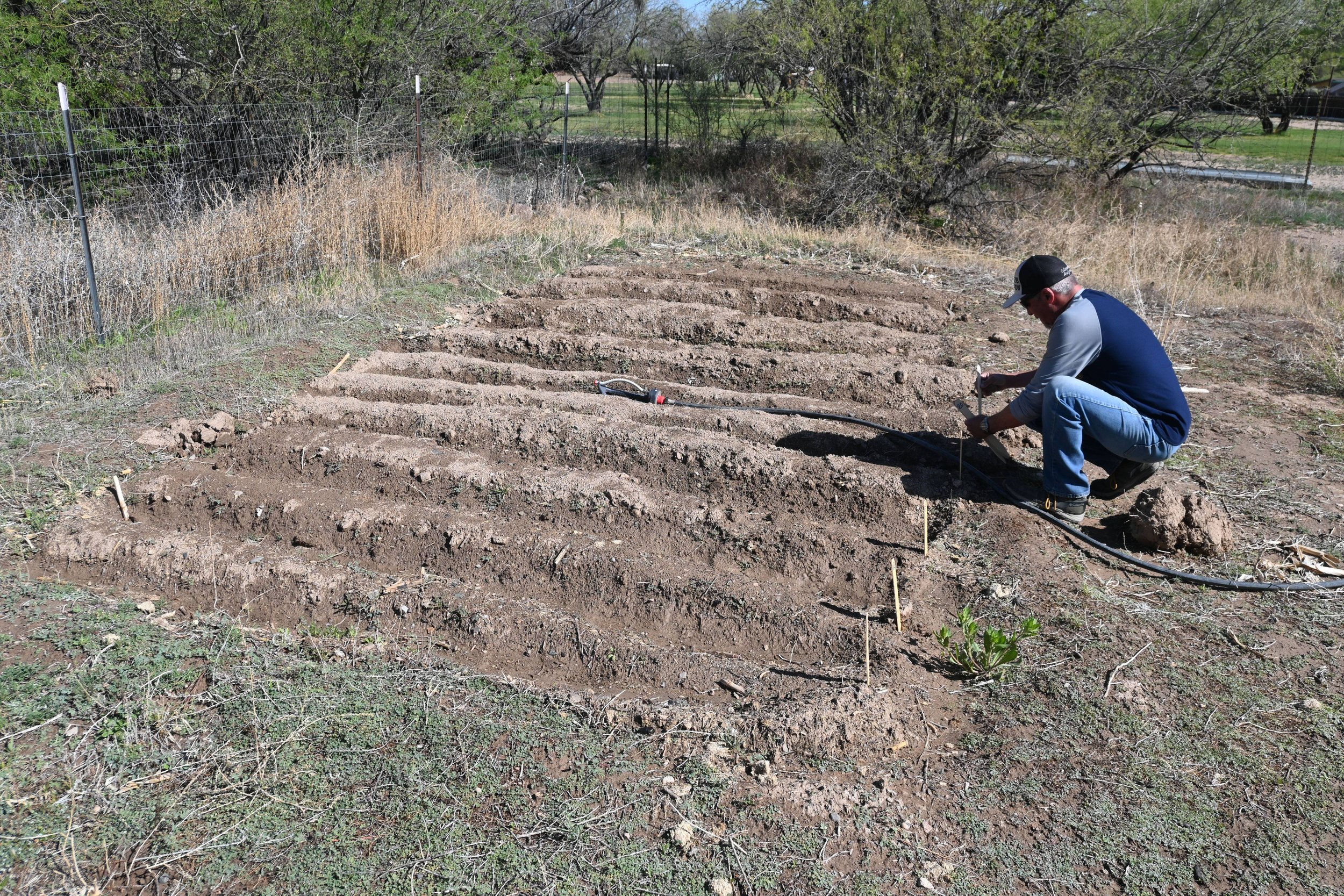 Man preparing rows in a garden for planting with a hose nearby, surrounded by sparse vegetation and trees.