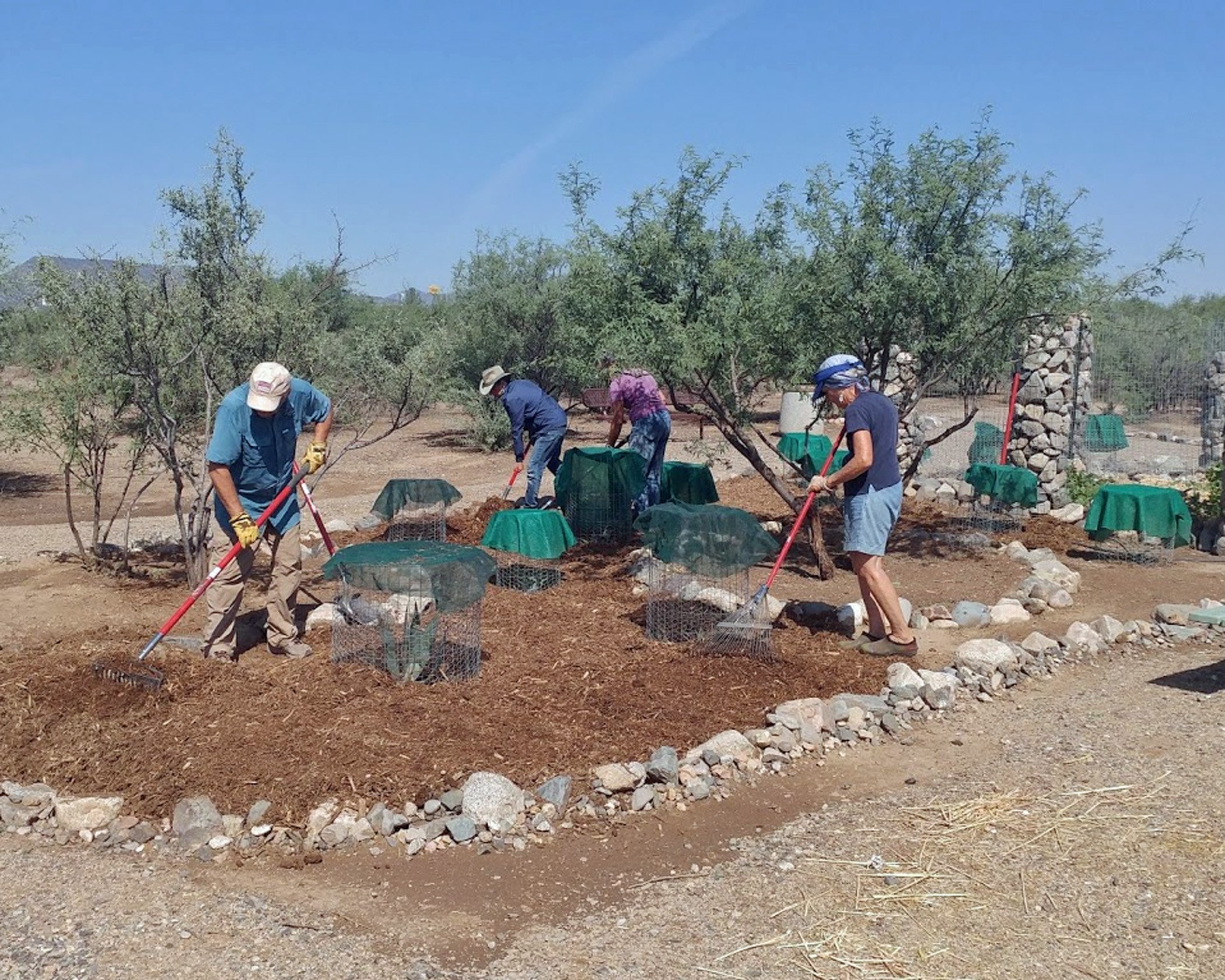 Group of people gardening, raking soil around trees with protective covers in a dry landscape.