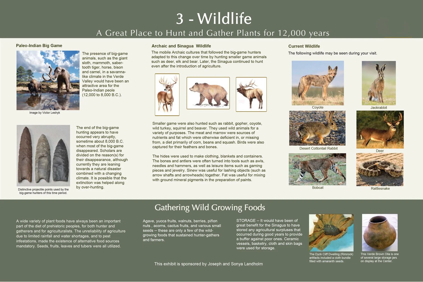 Informational display about wildlife in the Verde Valley region, detailing the presence and use of big game by Paleo-Indians, Archaic and Sinagua wildlife, and current wildlife like coyotes and deer. It also discusses the gathering of wild foods and tools made from animal parts. Includes images of animals like a woolly mammoth, deer, bears, and bobcats. Sponsored by Joseph and Sonya Landholm.