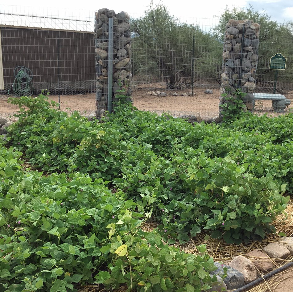 Thriving green plants in a garden bordered by rock pillars and a wire fence, with a hose and a bench in the background.