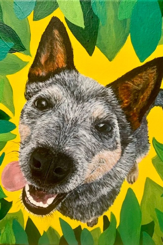 C12 - Blue Heeler