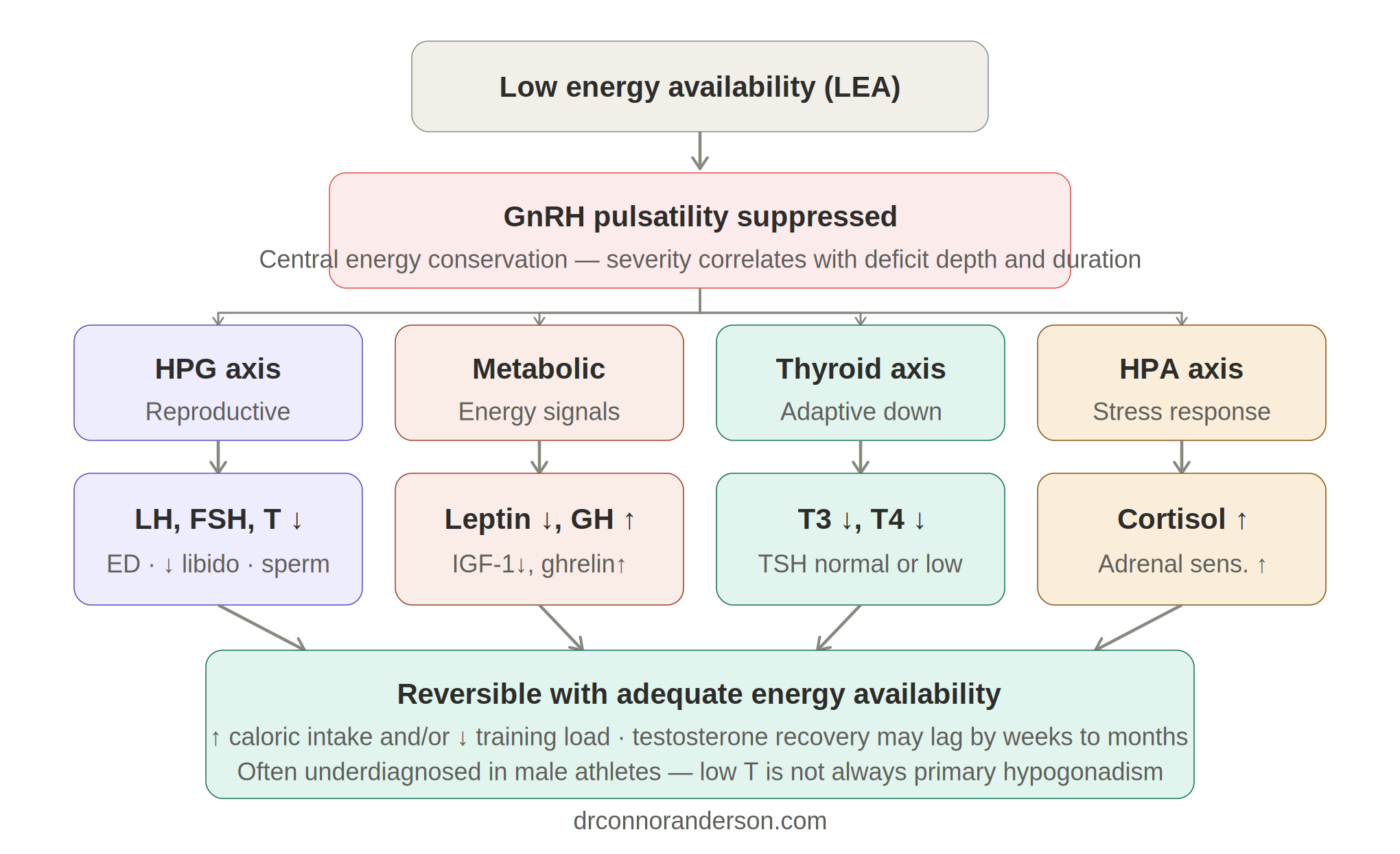 Why Eating Less Isn't Always the Answer: Low Energy Availability and What It Does to Your Body