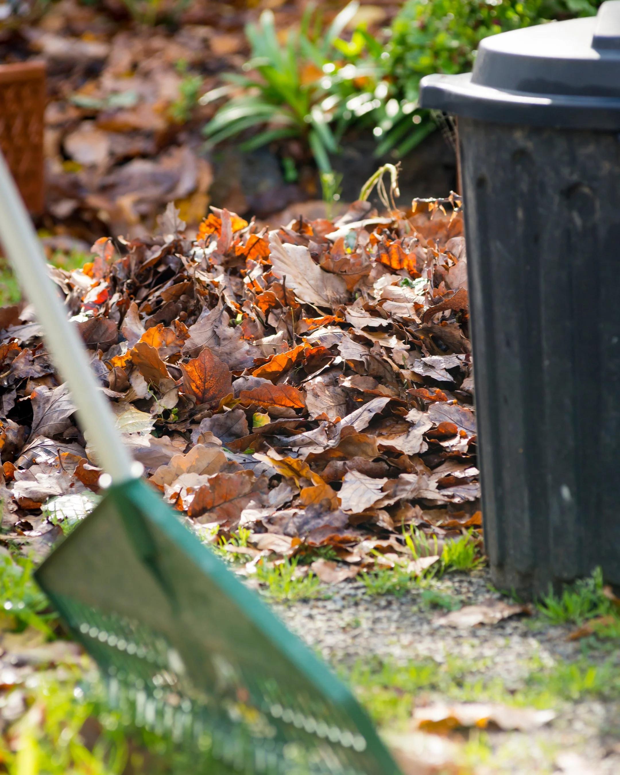 A green leaf rake leaning against a pile of brown fallen leaves next to a black trash bin in a garden with green plants.