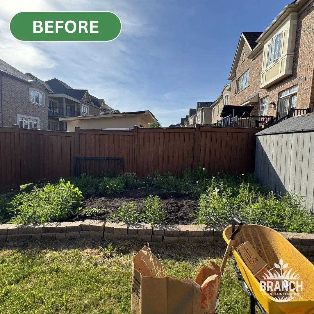 Before Garden Bed Tomato.jpg