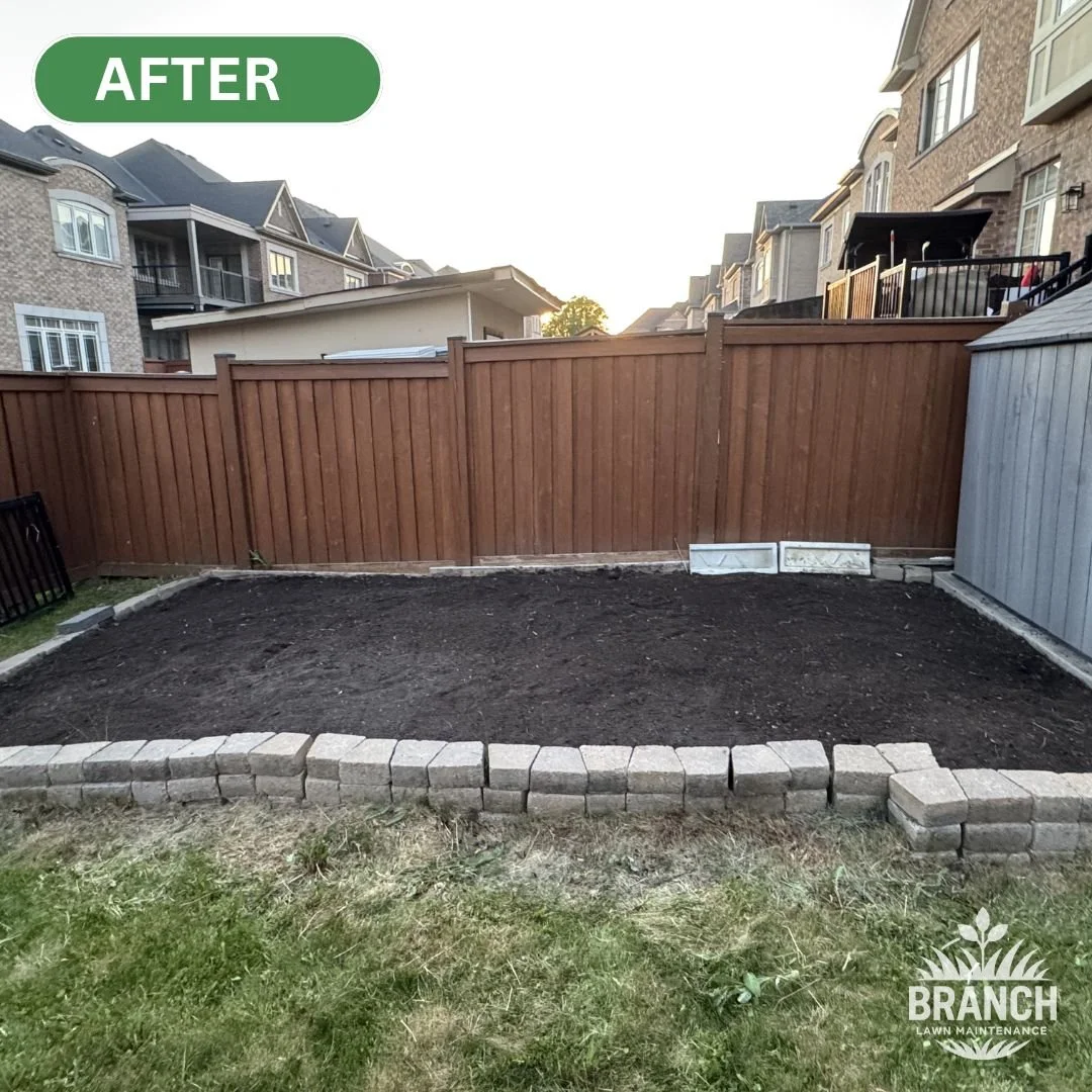 after garden bed tomato.jpg