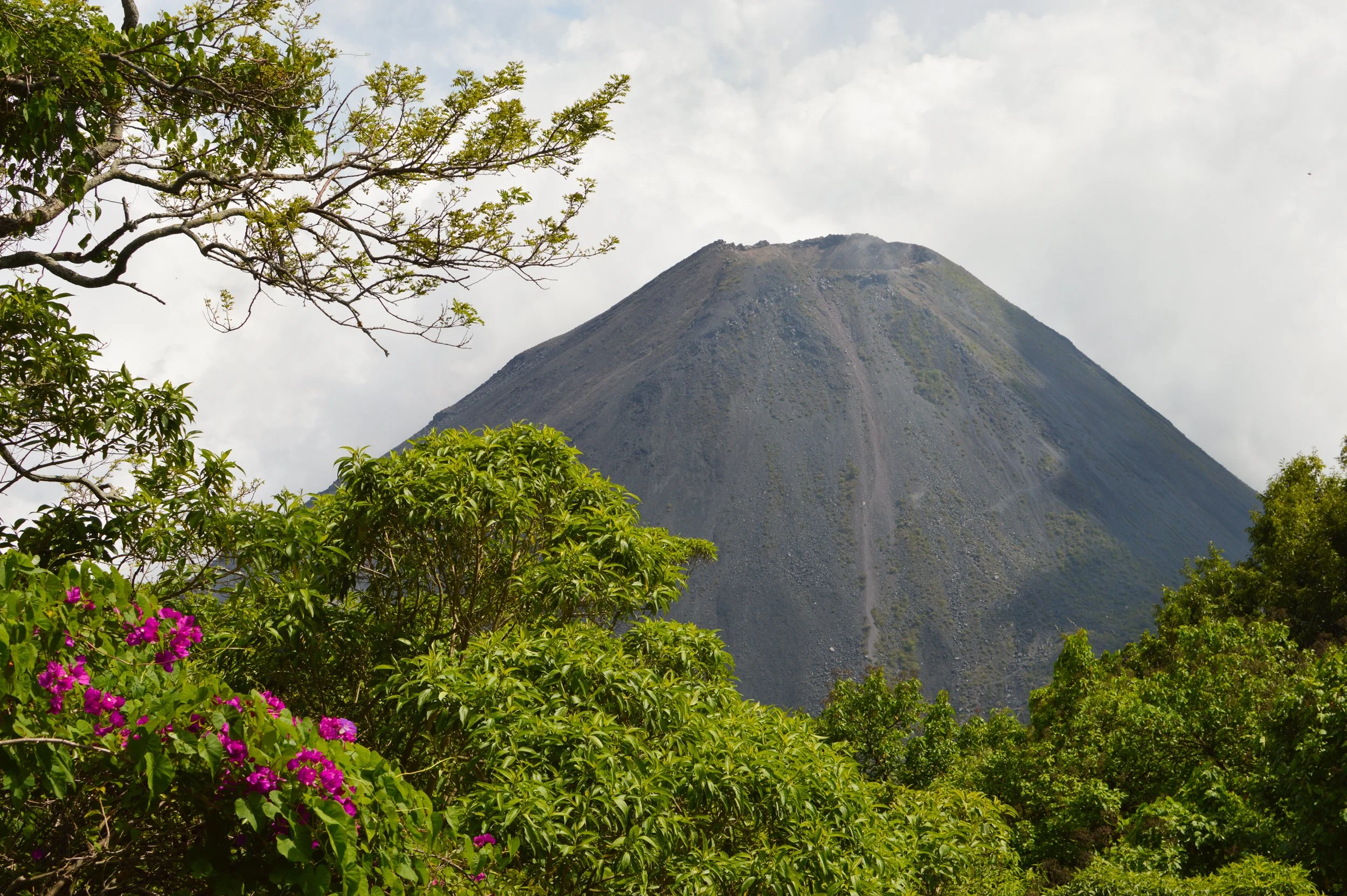 A volcanic mountain partially obscured by green trees and pink flowers, with a cloudy sky above.