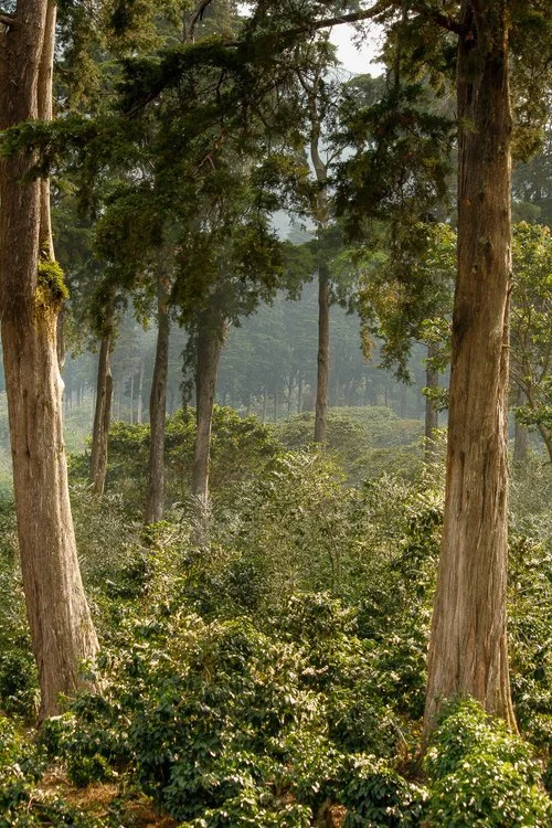 bosque_cafetal_IG.jpg