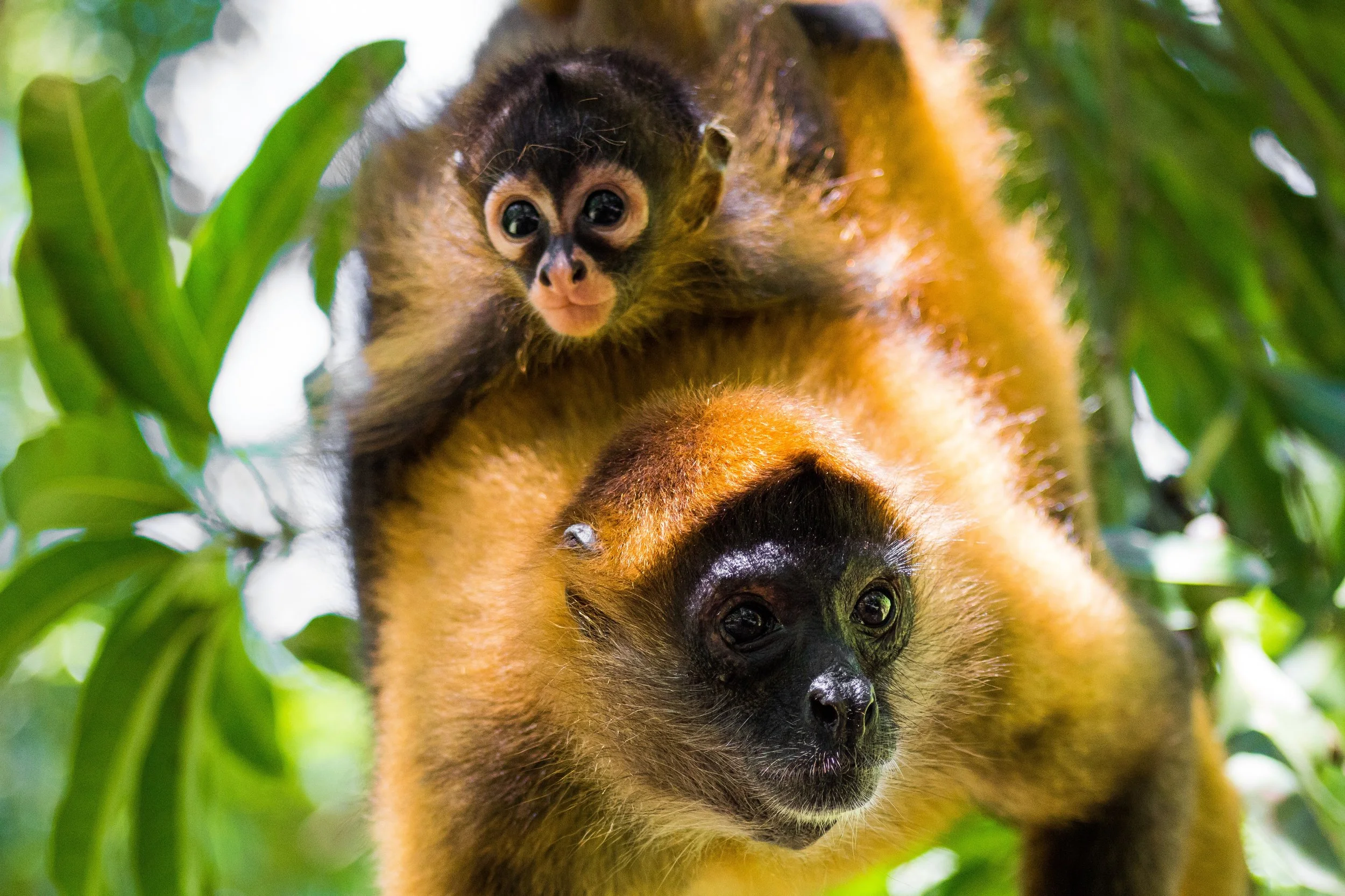 Fauna El Salvador.jpeg