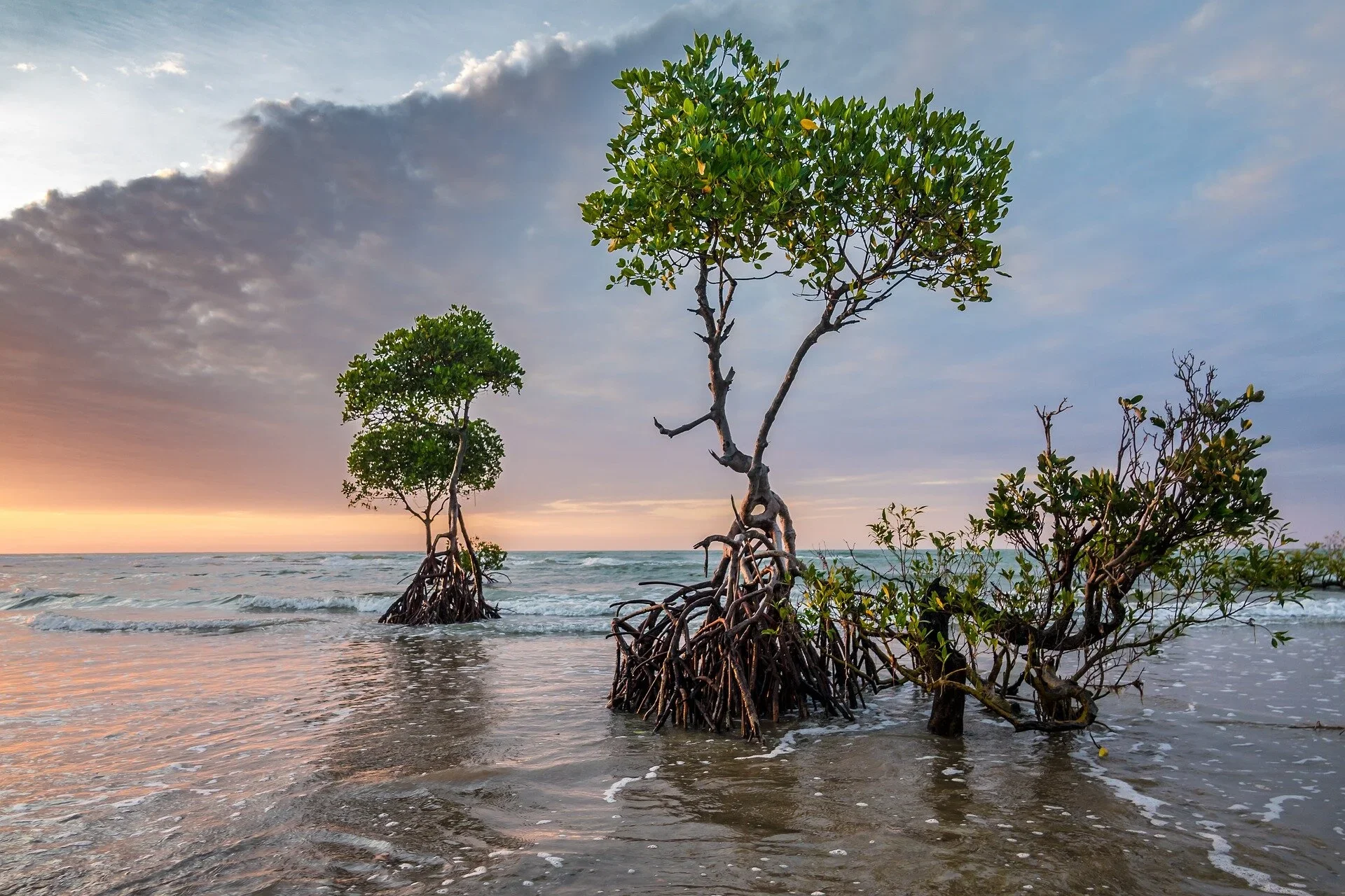 Rhizophora+mangroves+at+sunset,+propped+up+by+tall+stilt+roots..webp