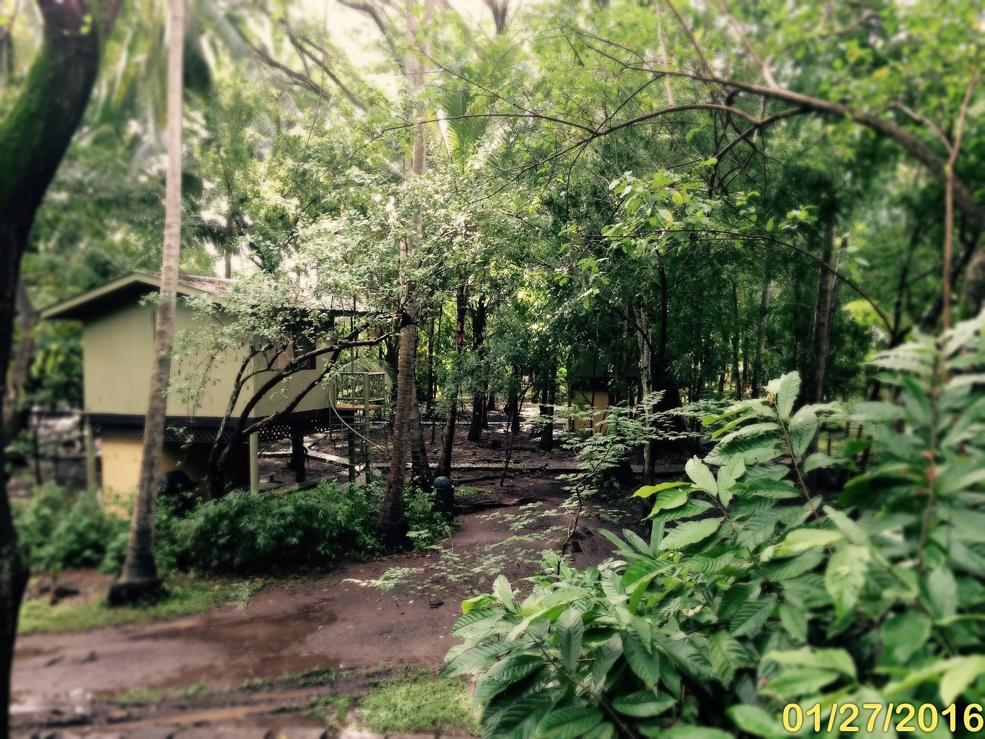 treehouse-jungle-lodge.jpg