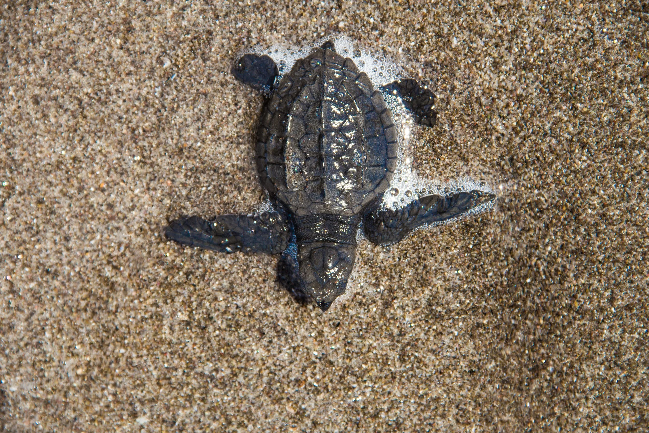 Tortuga.jpg