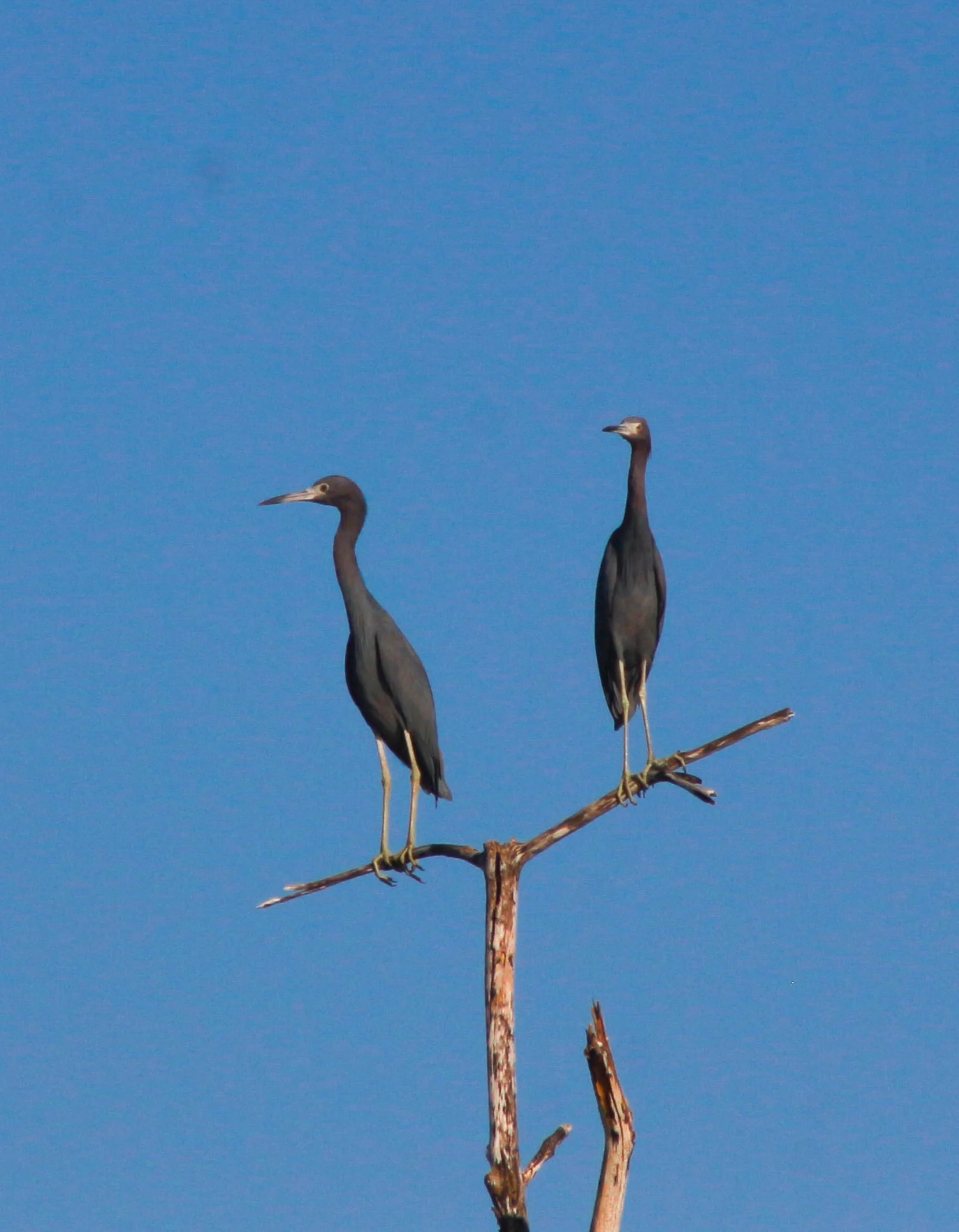 Bahía de Jiquilisco - Usulután(1).jpg