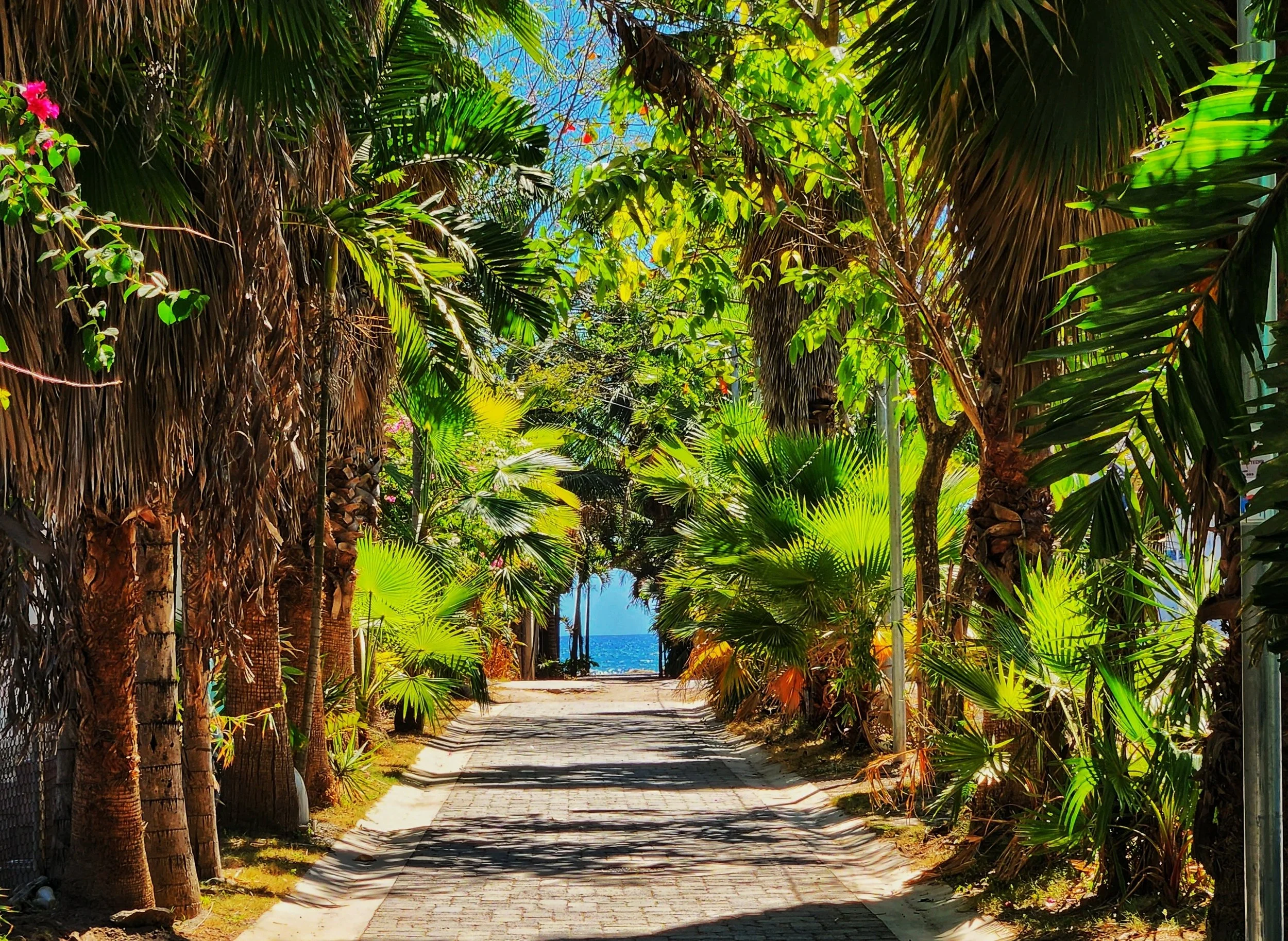 A pathway lined with lush green palm trees and tropical plants leading to a view of the ocean in the distance.
